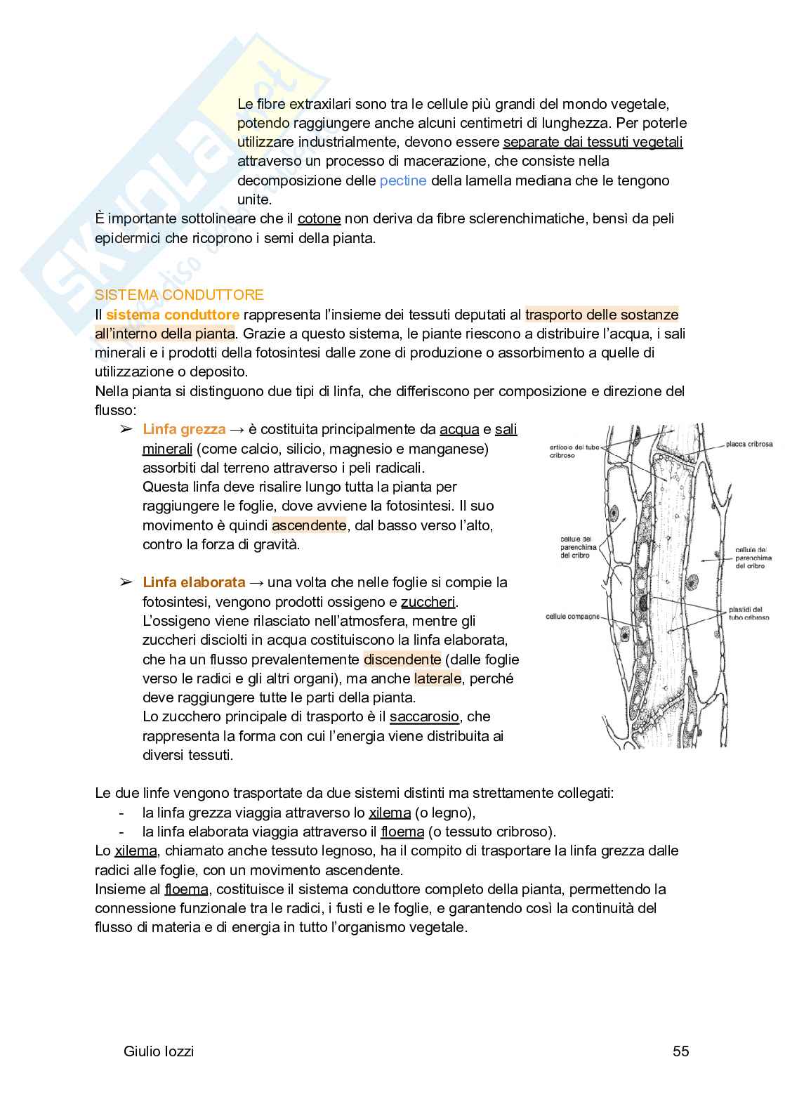 Biologia vegetale e farmacognosia Pag. 56