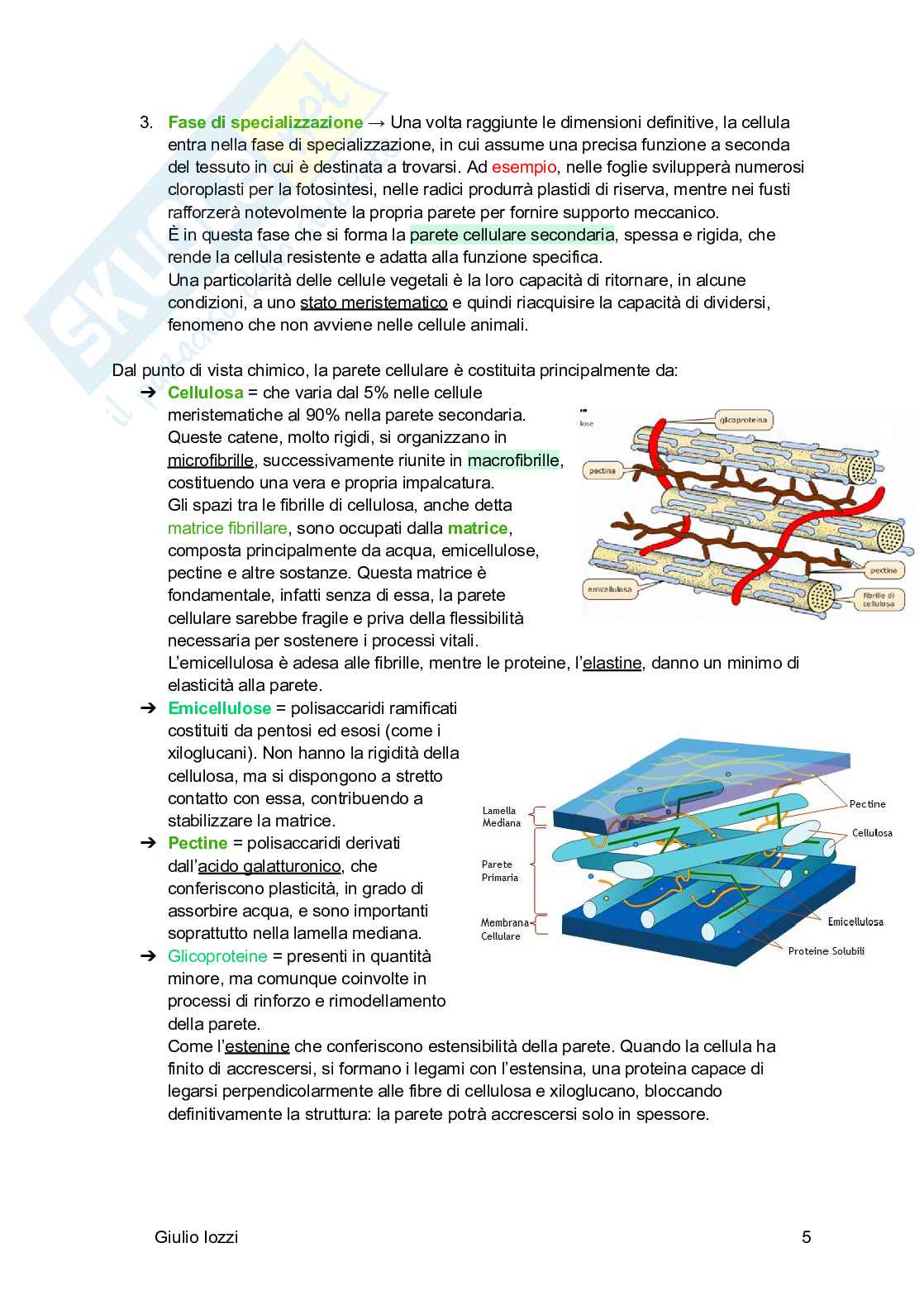 Biologia vegetale e farmacognosia Pag. 6