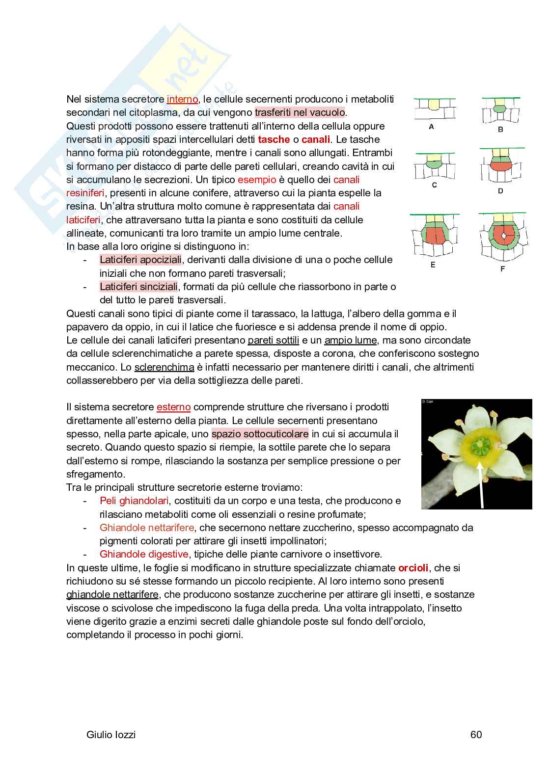Biologia vegetale e farmacognosia Pag. 61