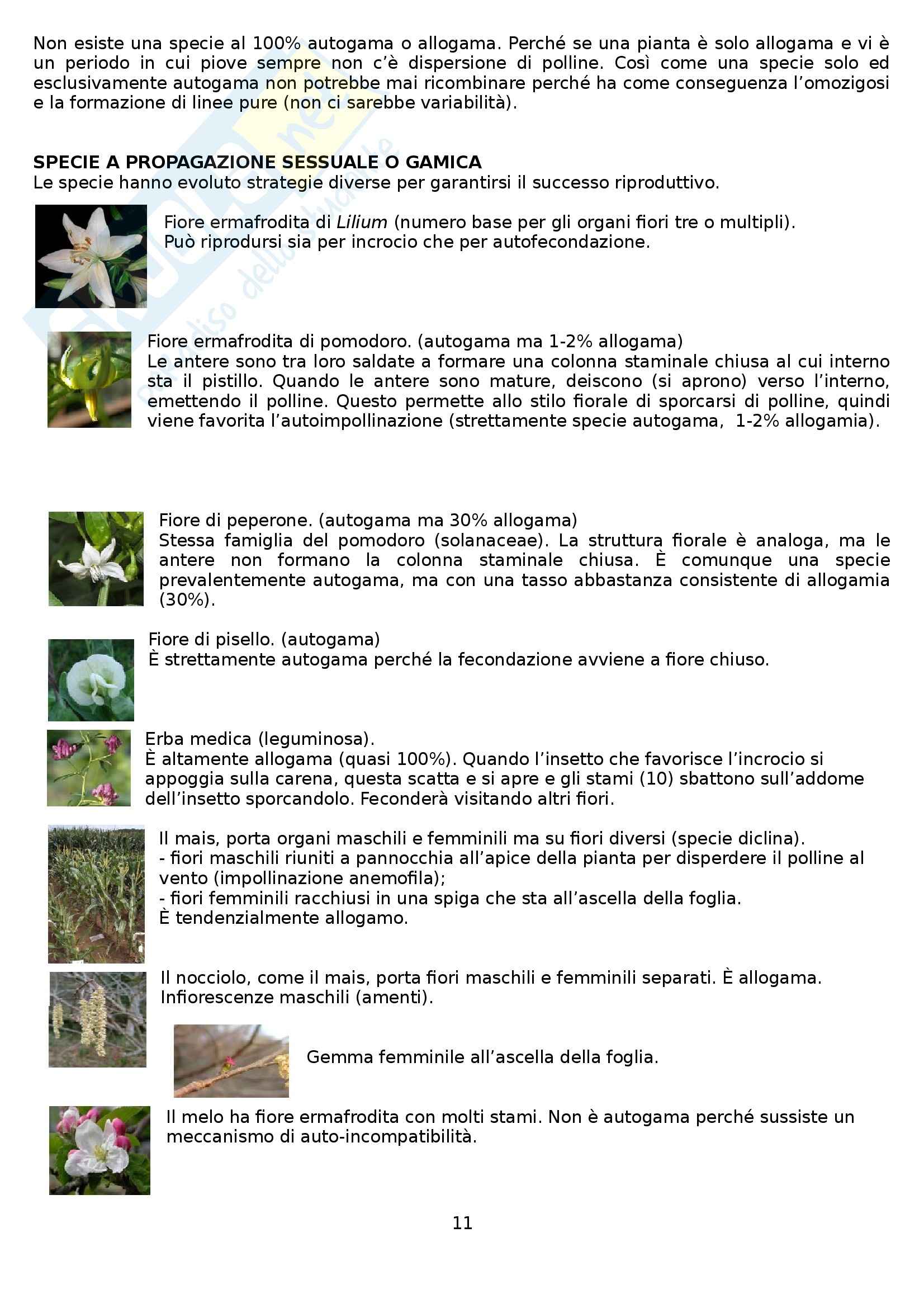 Riassunto esame Miglioramento Genetico, prof. Lucchin Pag. 11