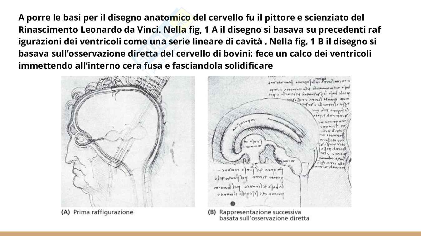 Psicologia fisiologica  Pag. 11