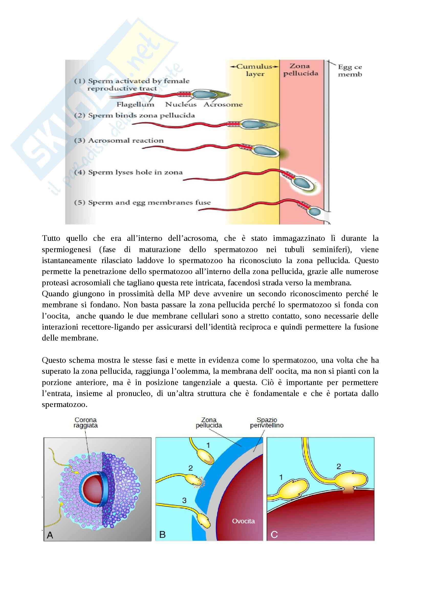 Fecondazione e Embriogenesi, Embriologia Pag. 2