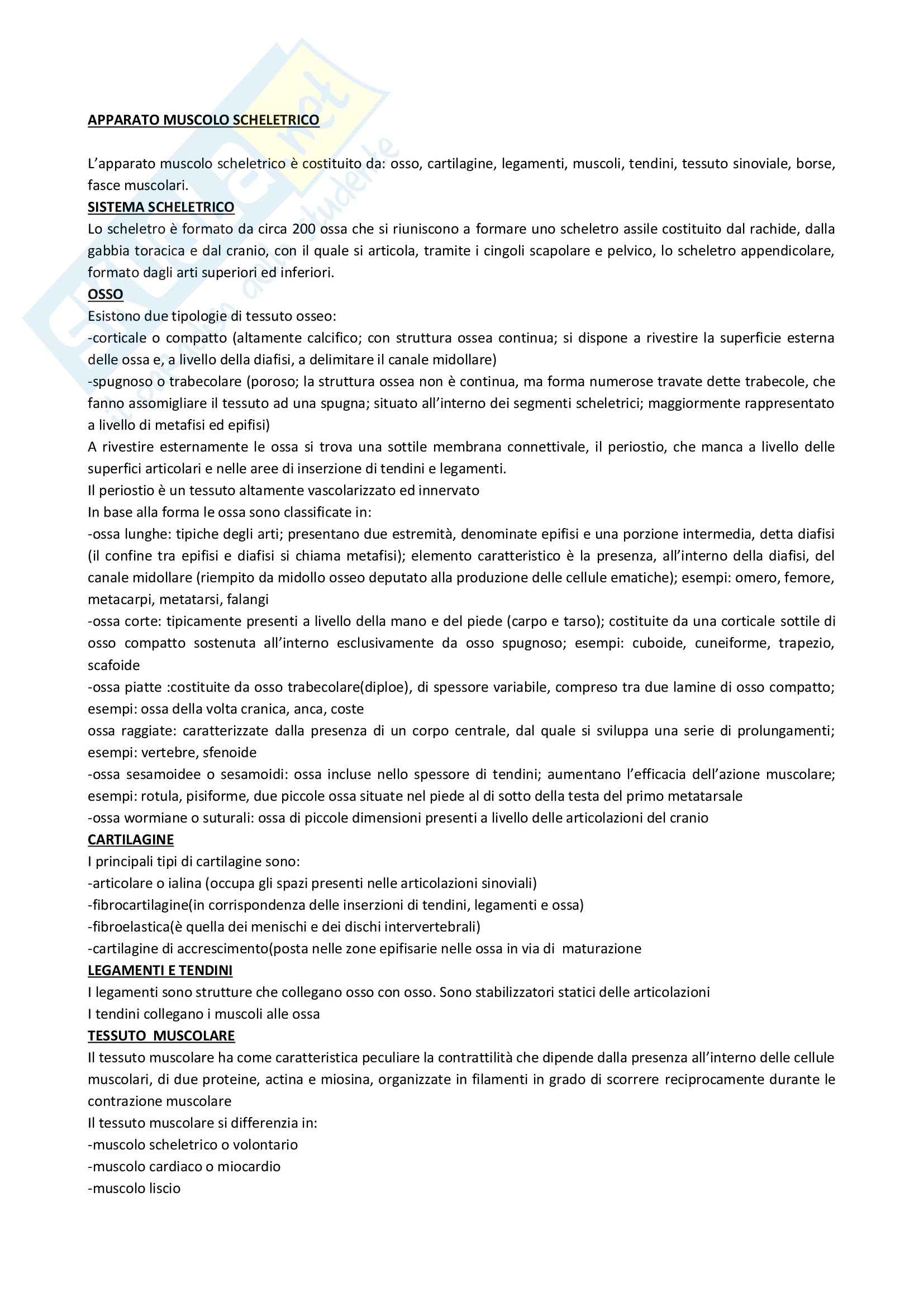 Anatomia radiologica - Apparato muscolo scheletrico Pag. 1