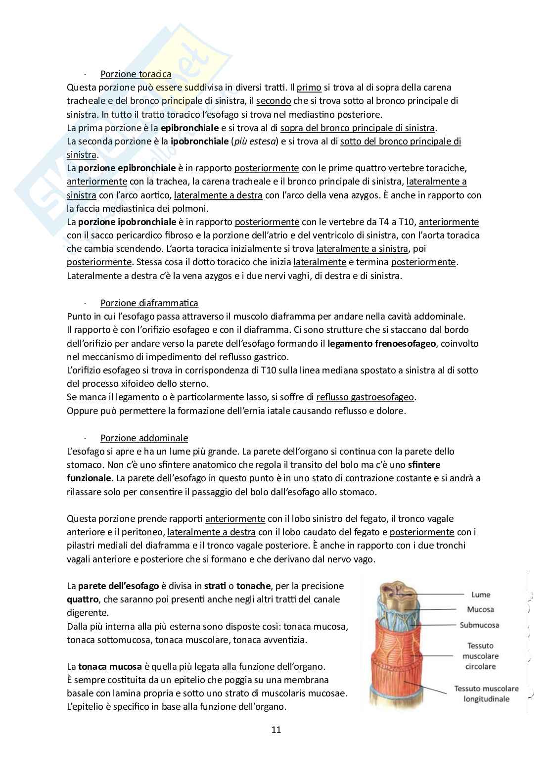 Elementi di Anatomia - Parte 2 Pag. 11