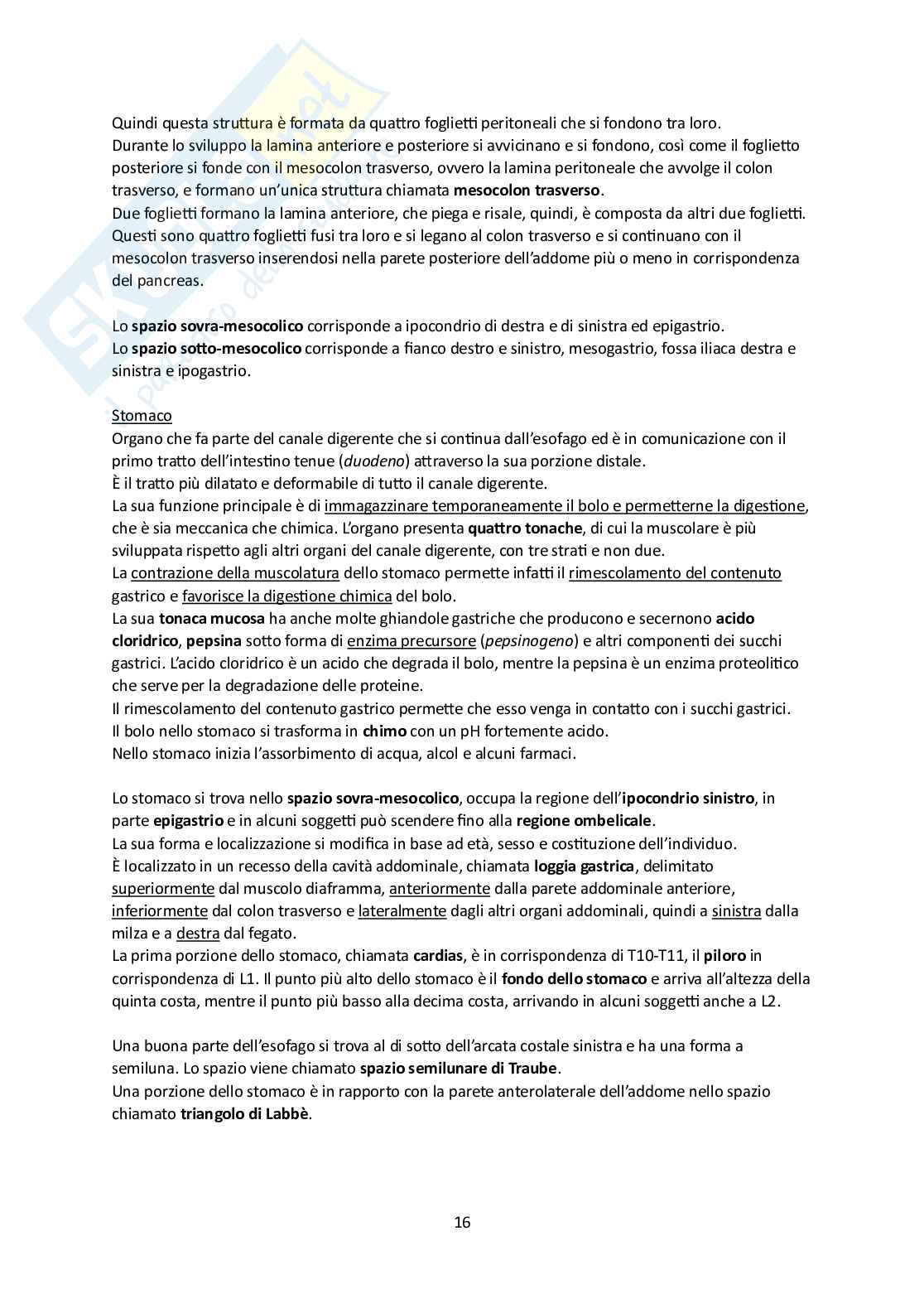 Elementi di Anatomia - Parte 2 Pag. 16