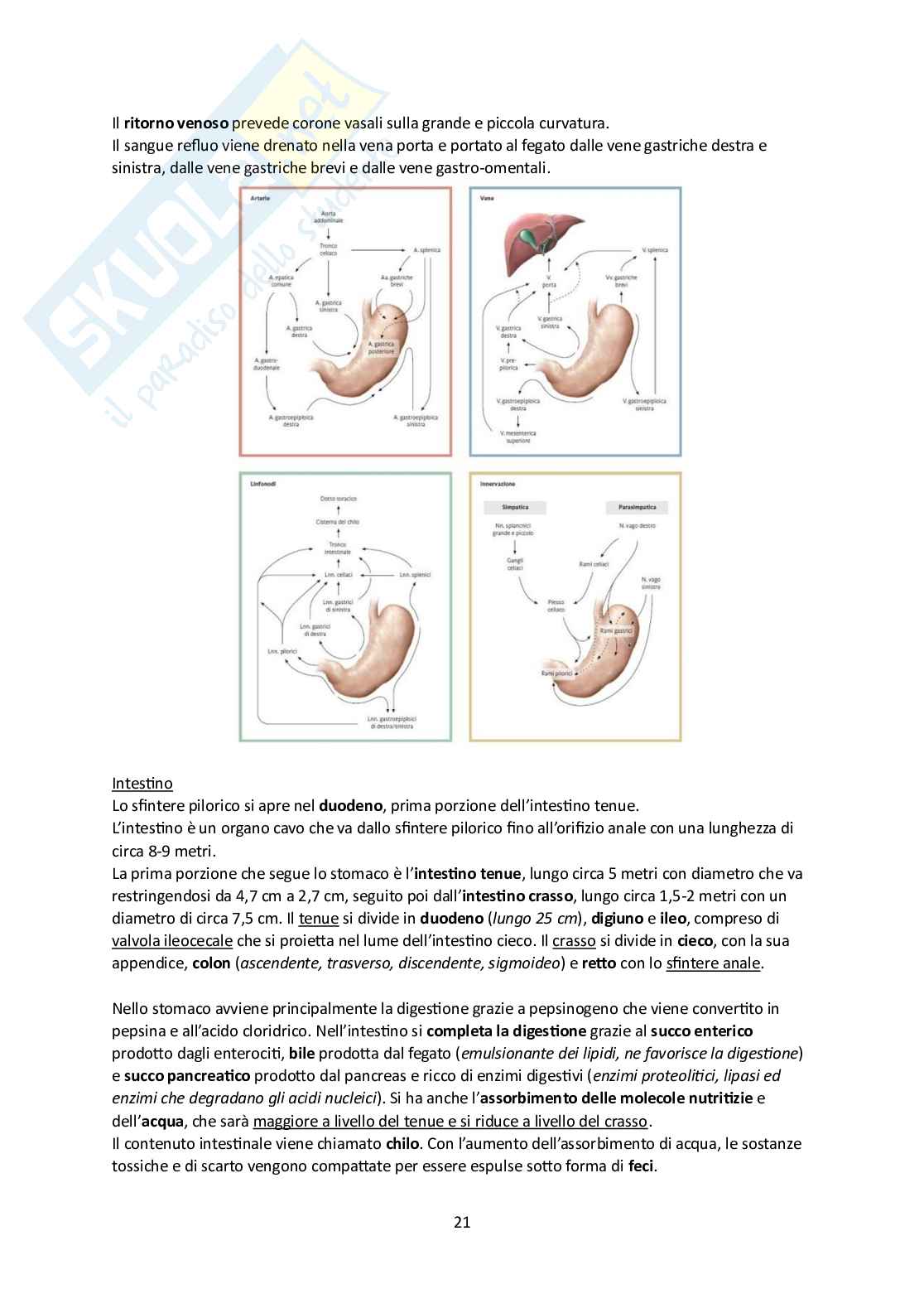 Elementi di Anatomia - Parte 2 Pag. 21
