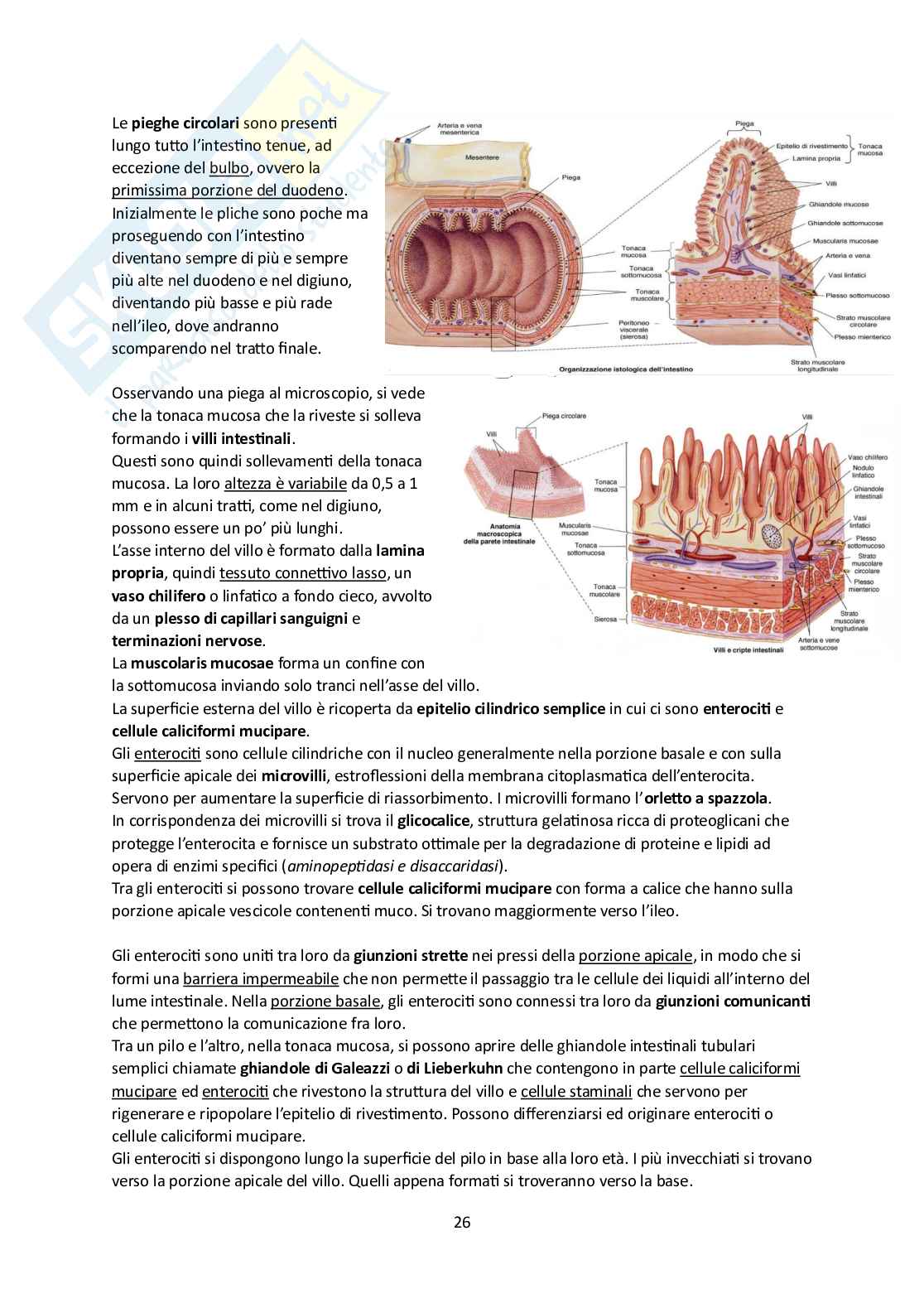 Elementi di Anatomia - Parte 2 Pag. 26