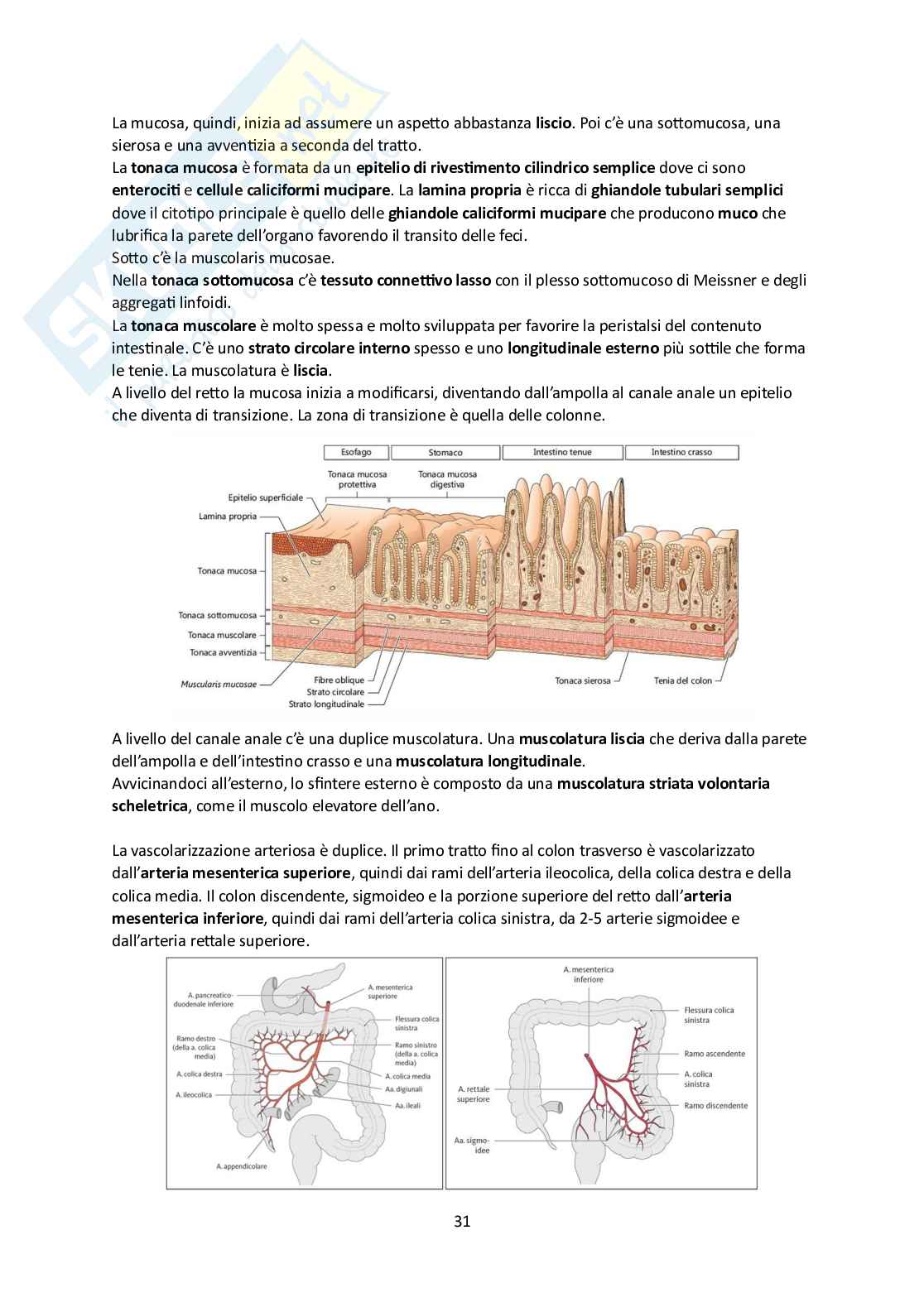 Elementi di Anatomia - Parte 2 Pag. 31