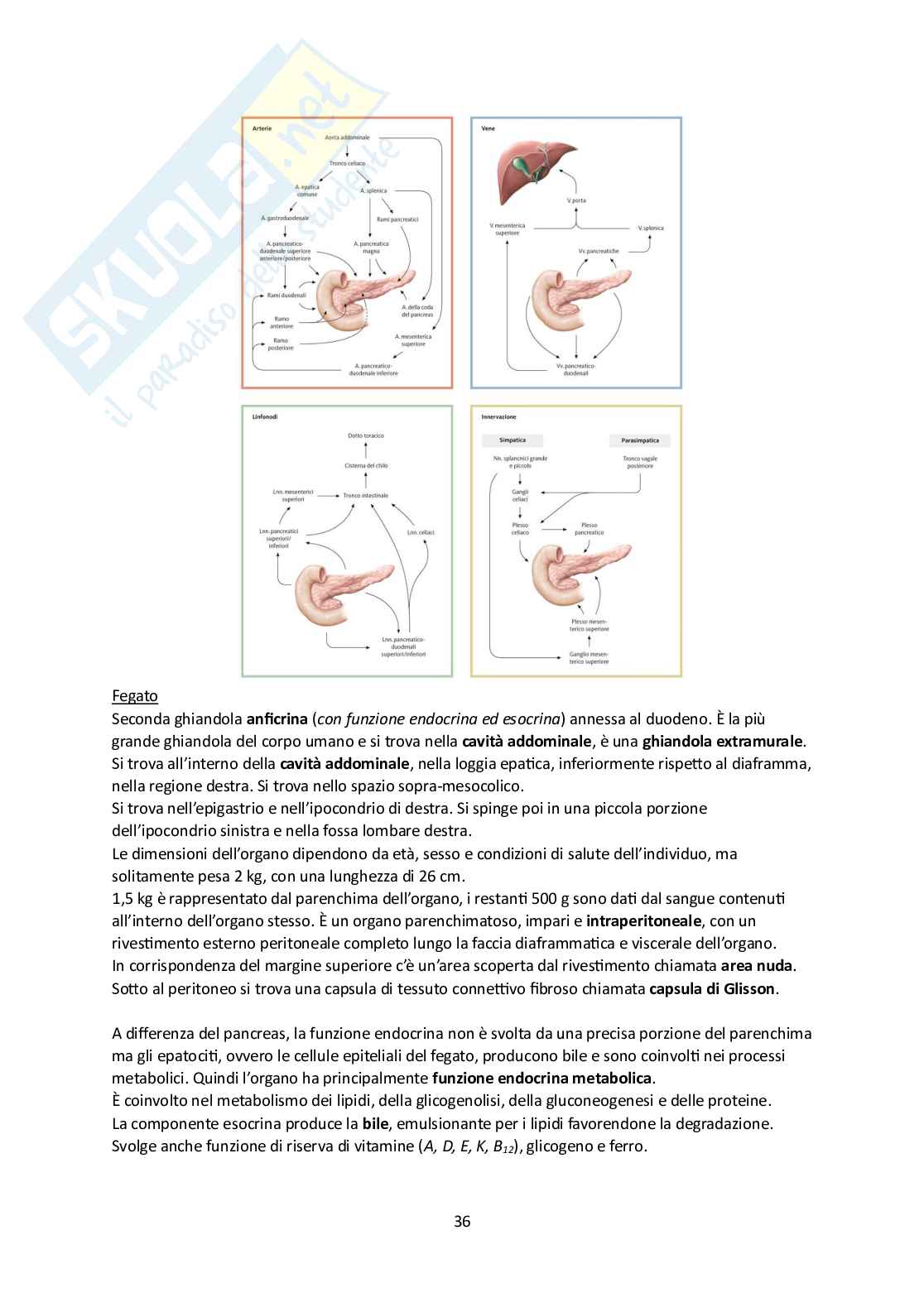 Elementi di Anatomia - Parte 2 Pag. 36