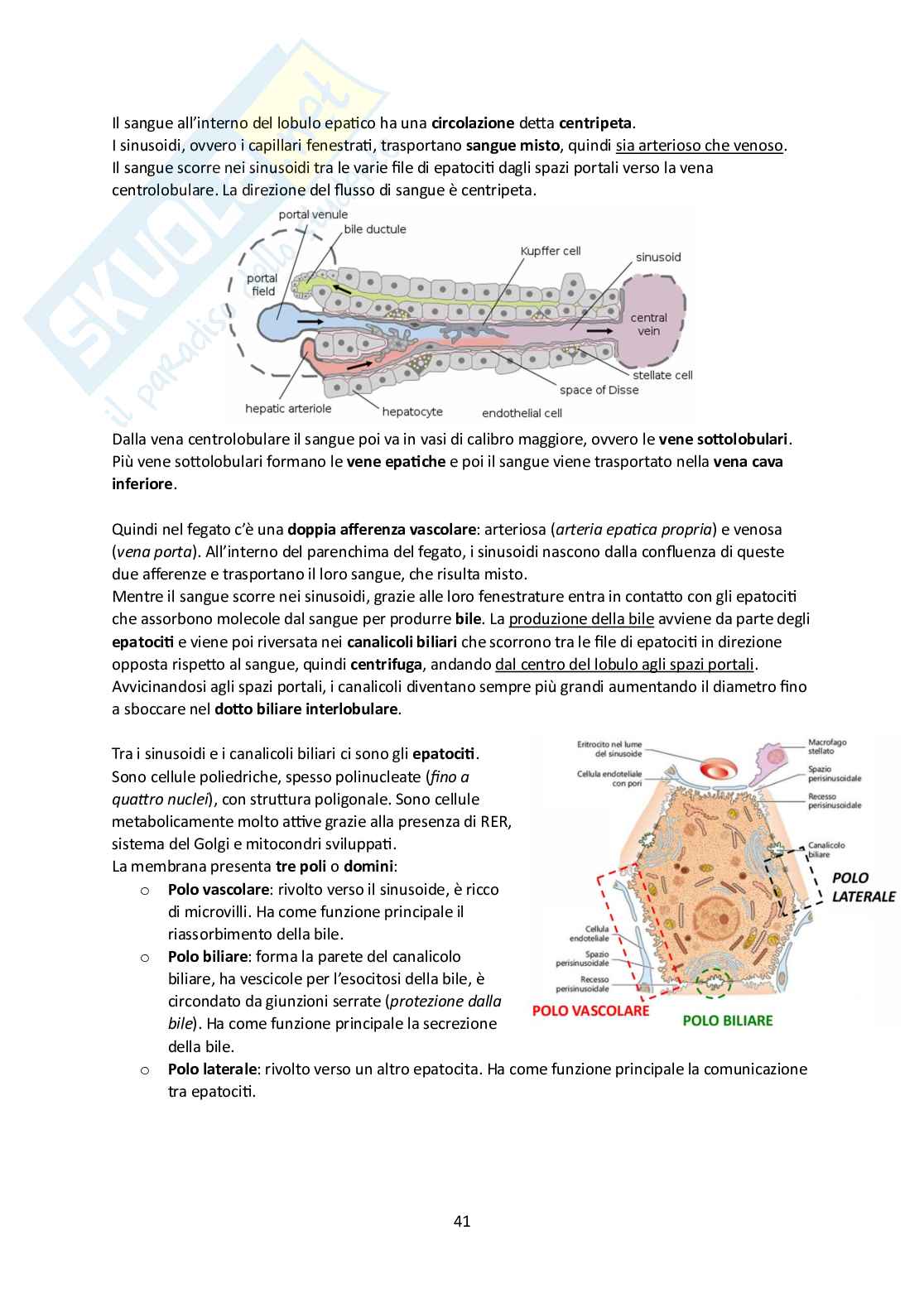 Elementi di Anatomia - Parte 2 Pag. 41