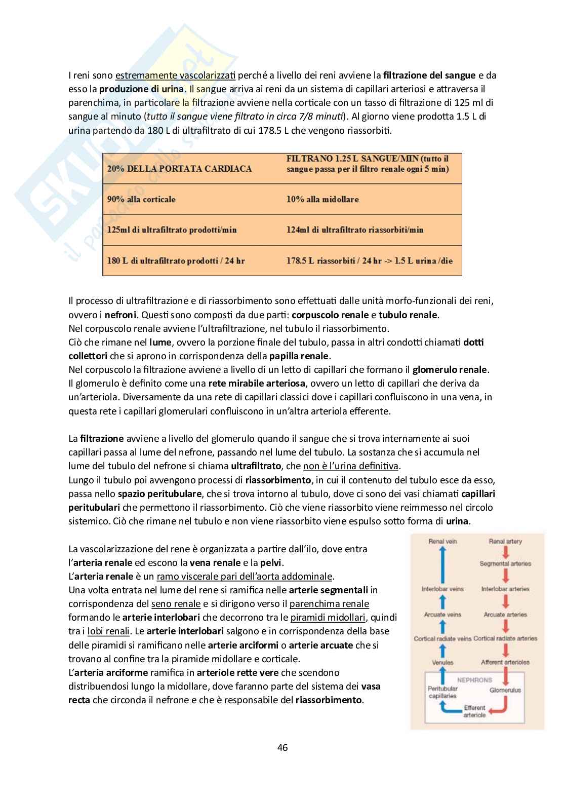 Elementi di Anatomia - Parte 2 Pag. 46