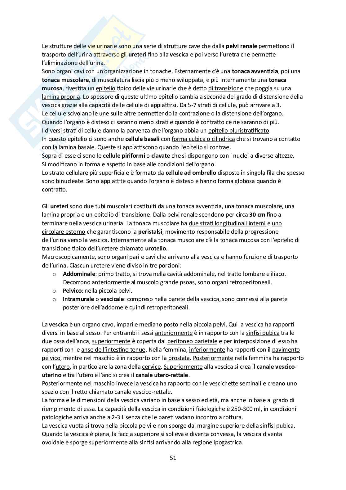 Elementi di Anatomia - Parte 2 Pag. 51