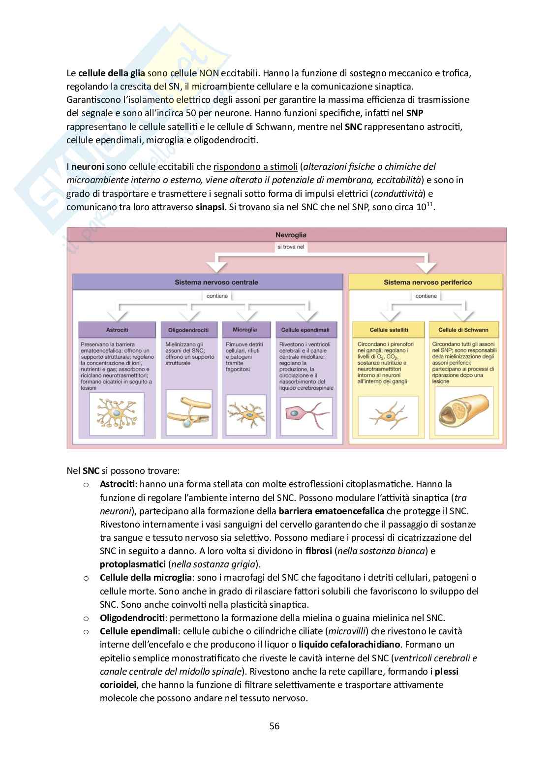 Elementi di Anatomia - Parte 2 Pag. 56