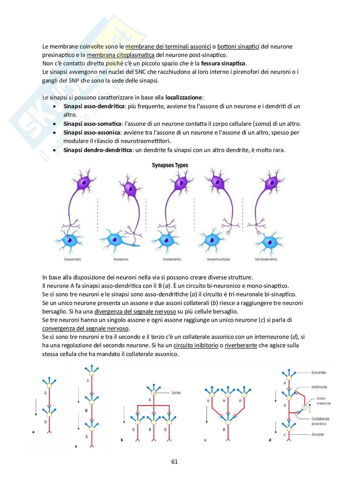 Elementi di Anatomia - Parte 2 Pag. 61