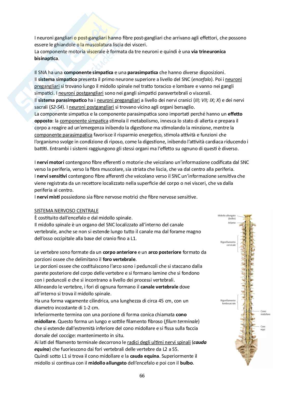 Elementi di Anatomia - Parte 2 Pag. 66