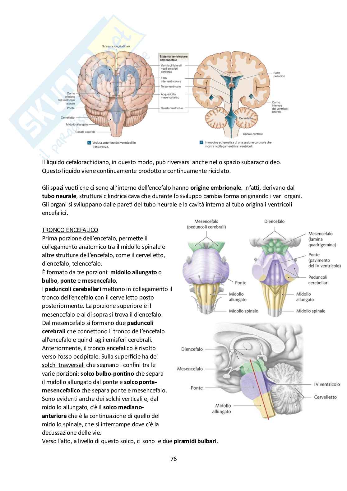 Elementi di Anatomia - Parte 2 Pag. 76