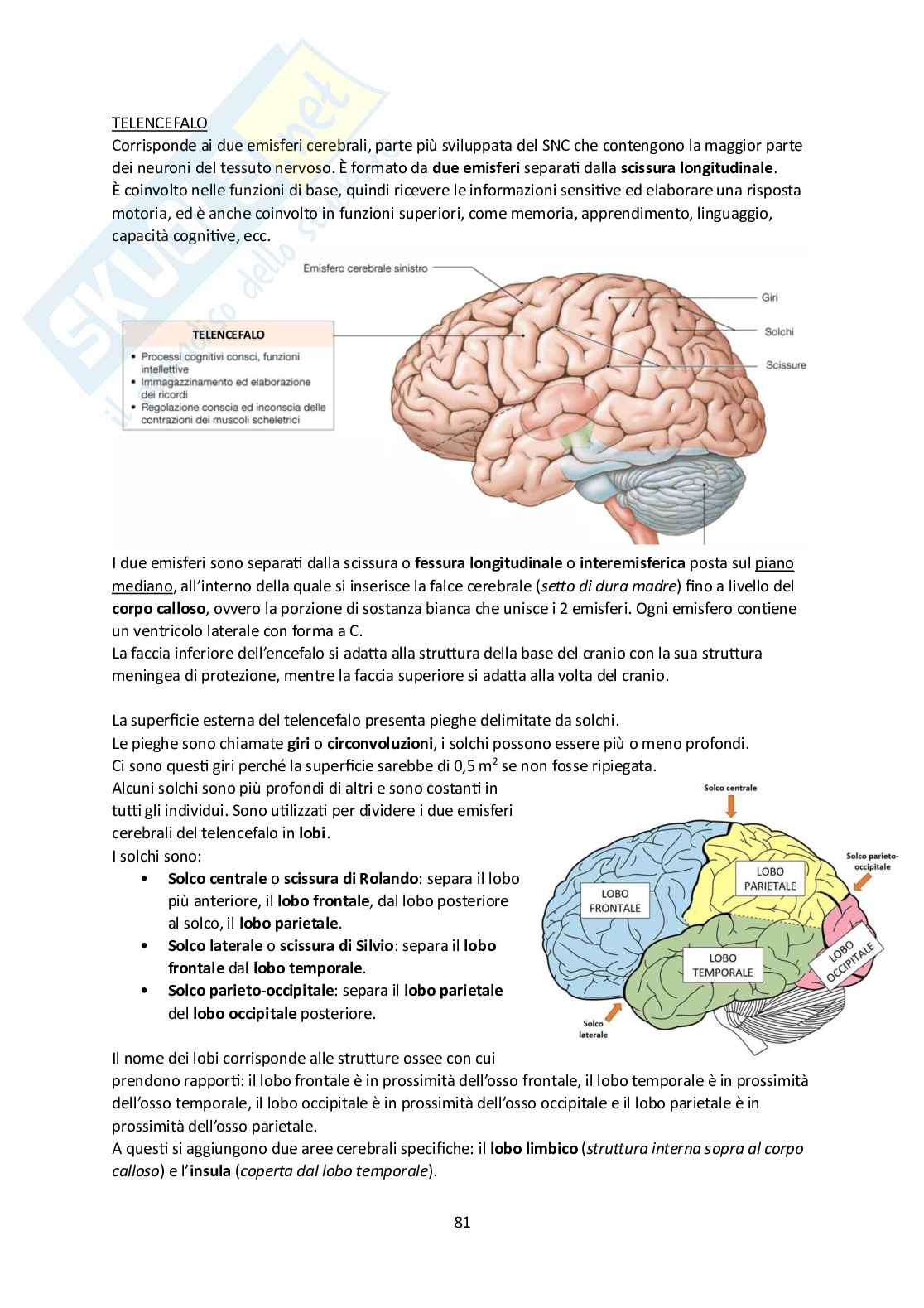 Elementi di Anatomia - Parte 2 Pag. 81