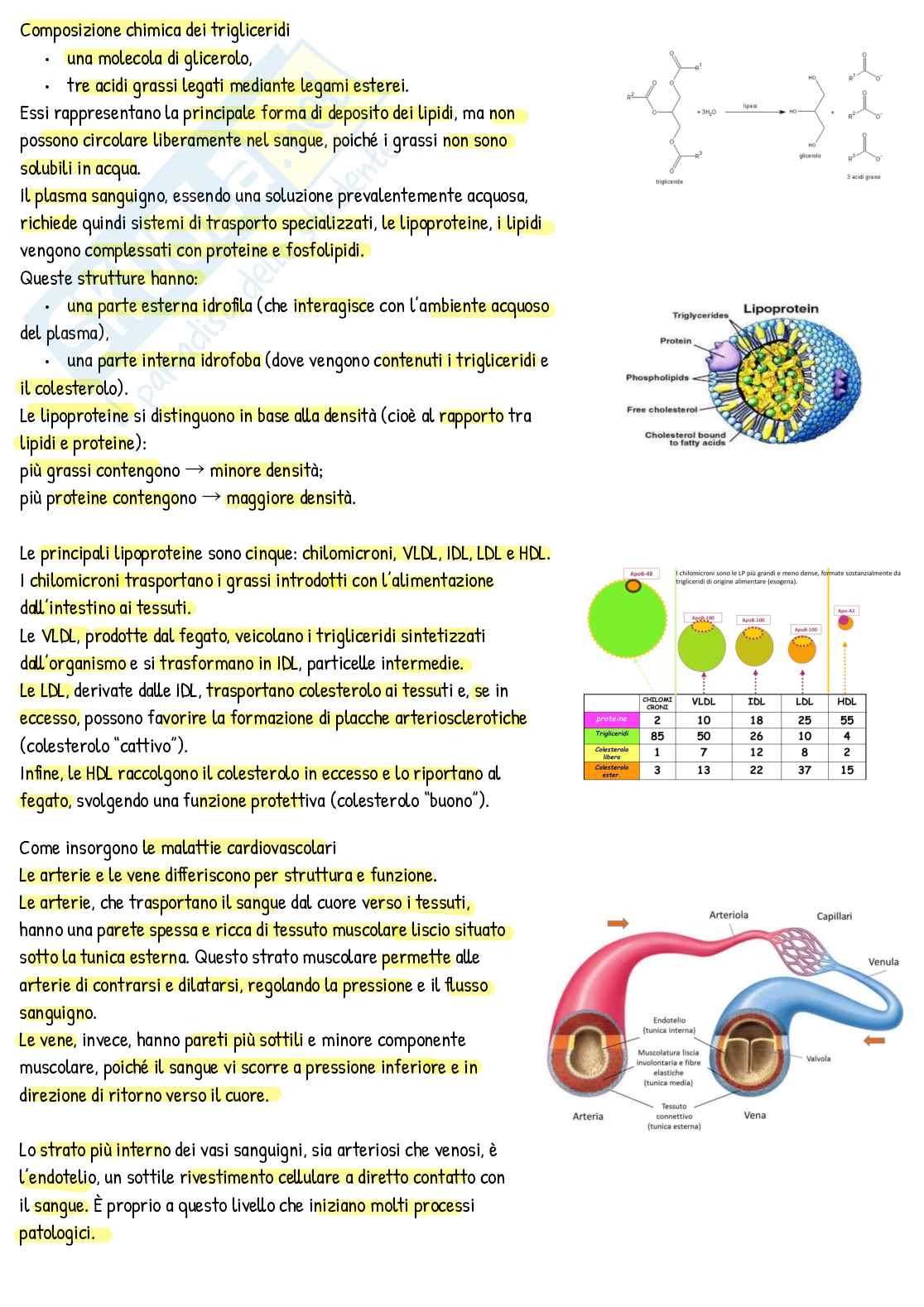Appunti di Nutrizione umana Pag. 6