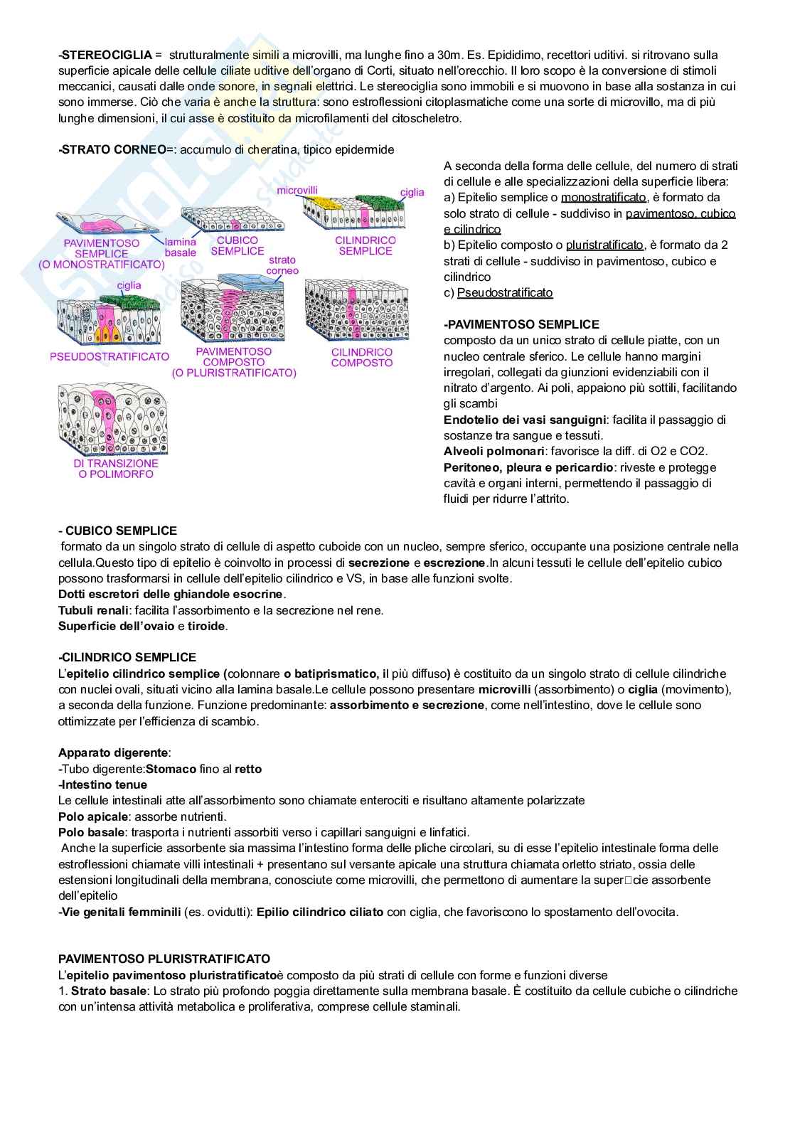 Tessuto epiteliale Pag. 2