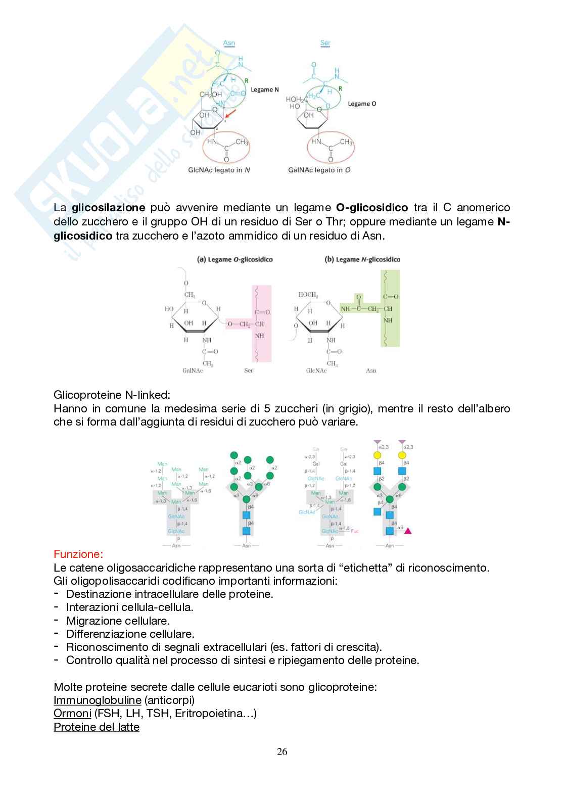 Appunti Biochimica 1 - Parte 2 - completi di immagini e schemi Pag. 26