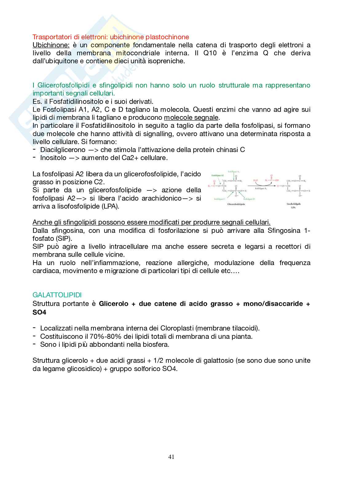 Appunti Biochimica 1 - Parte 2 - completi di immagini e schemi Pag. 41