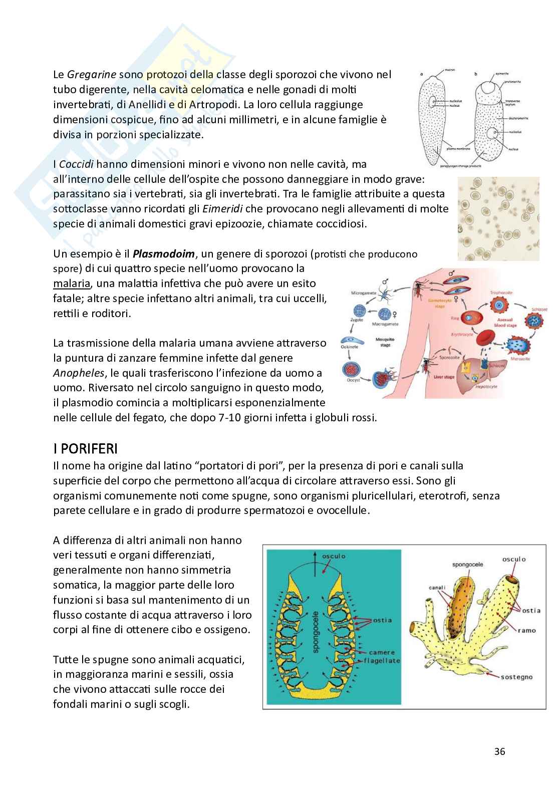 Biologia animale e zoologia Pag. 36