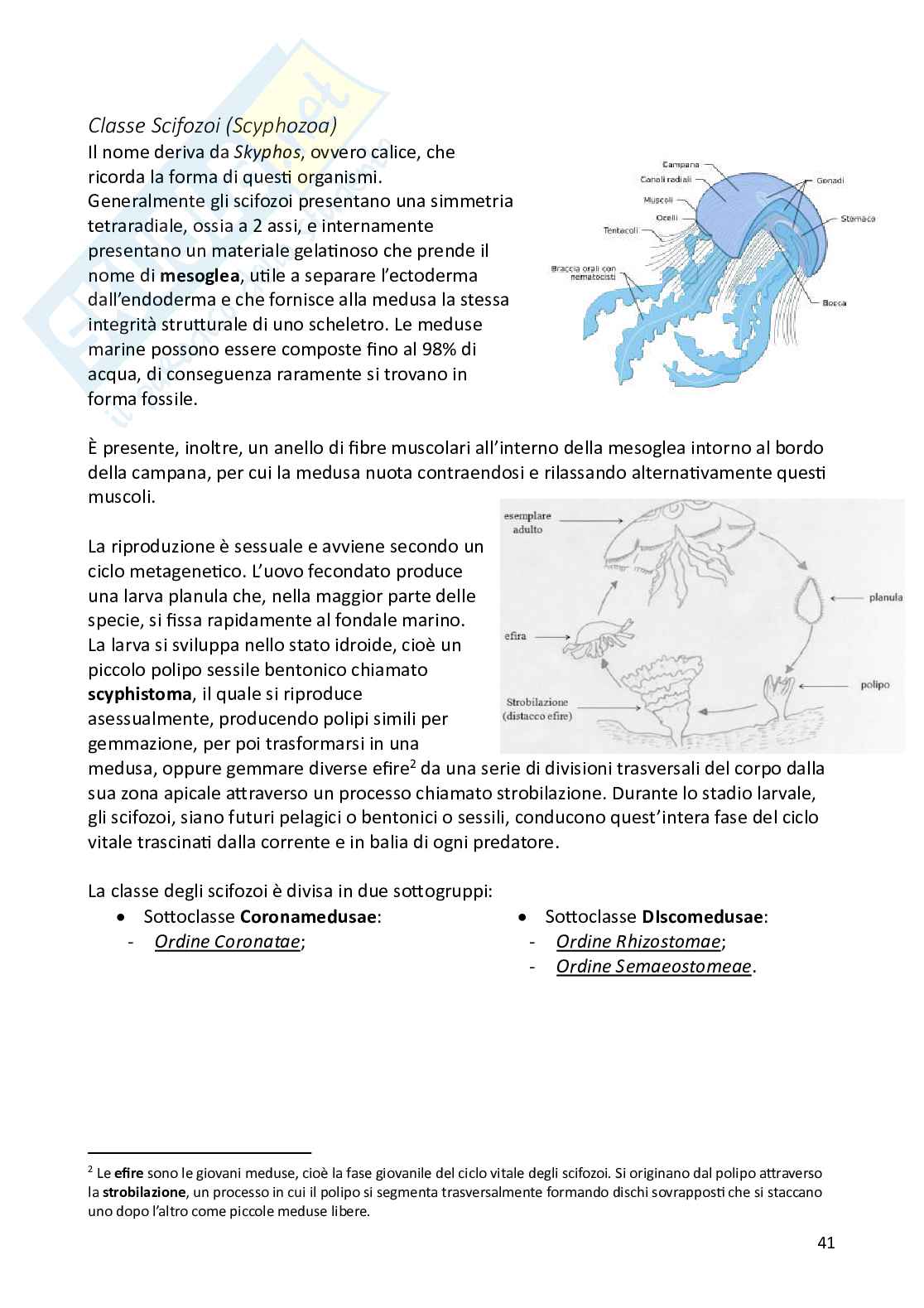 Biologia animale e zoologia Pag. 41
