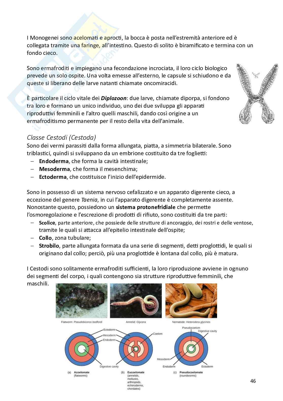 Biologia animale e zoologia Pag. 46