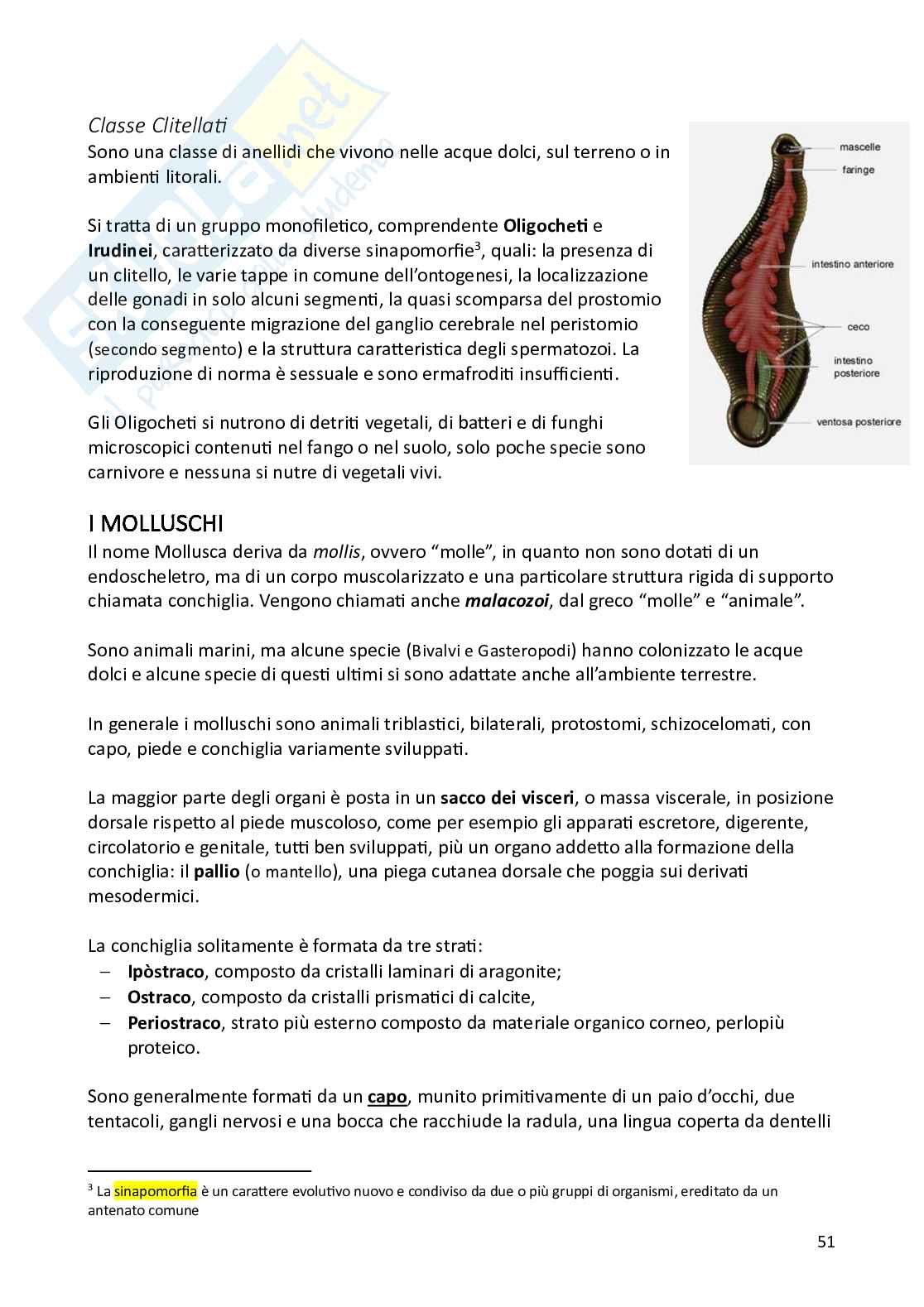 Biologia animale e zoologia Pag. 51