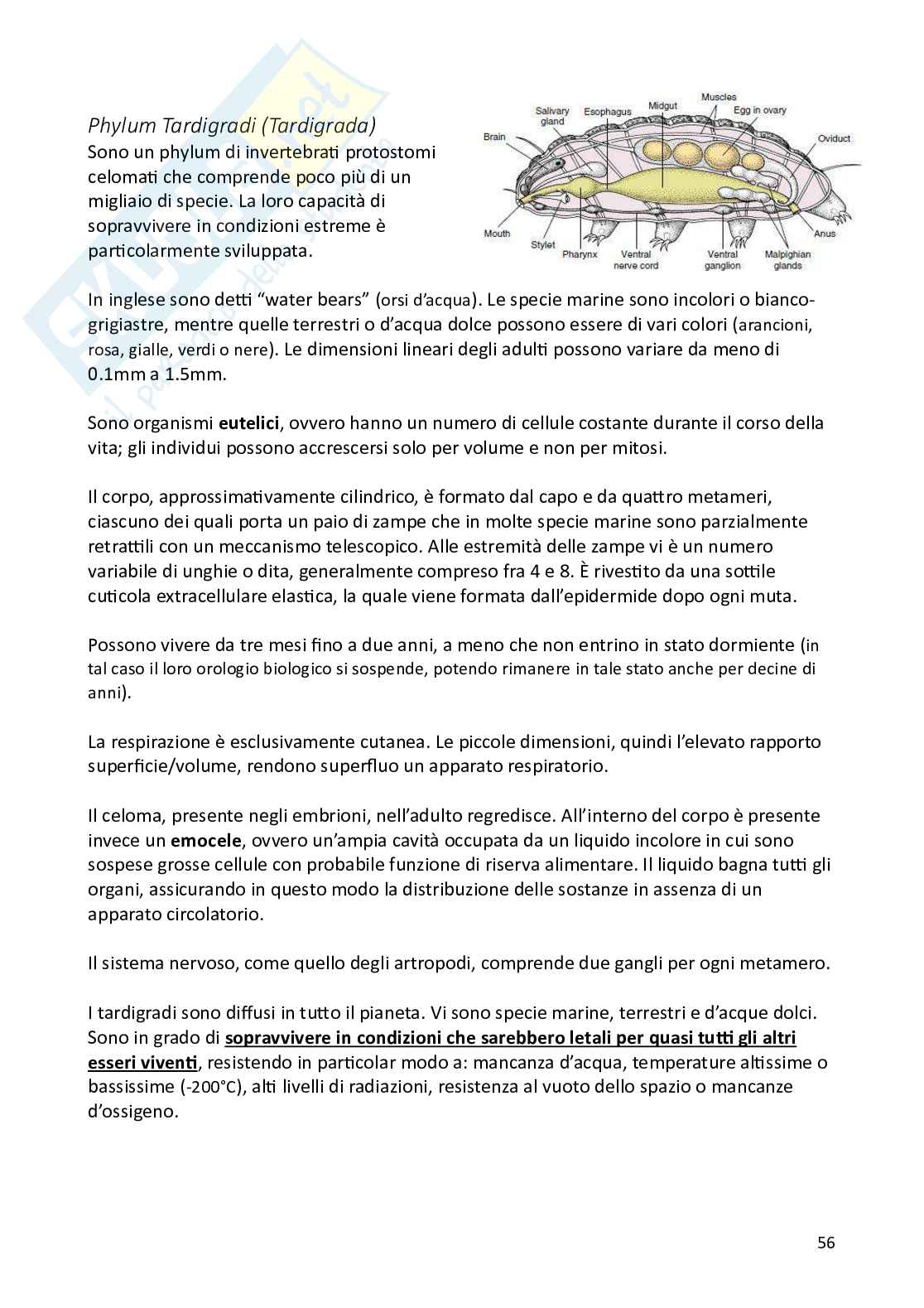 Biologia animale e zoologia Pag. 56