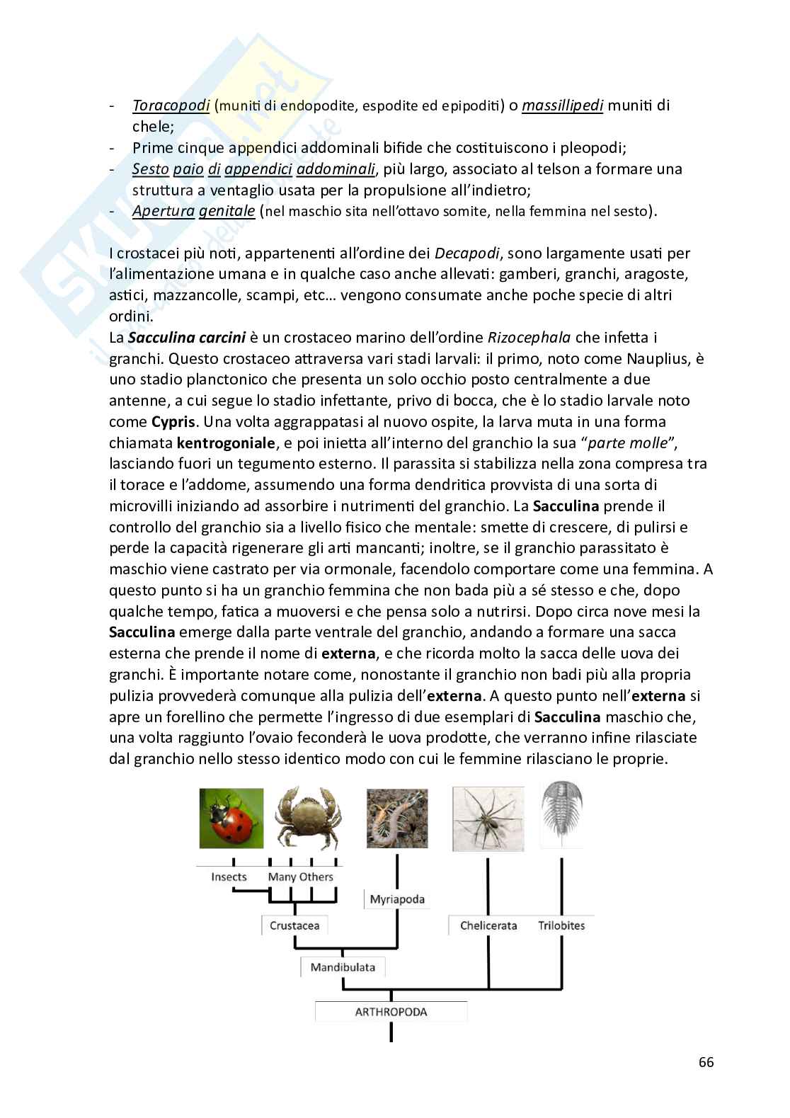 Biologia animale e zoologia Pag. 66