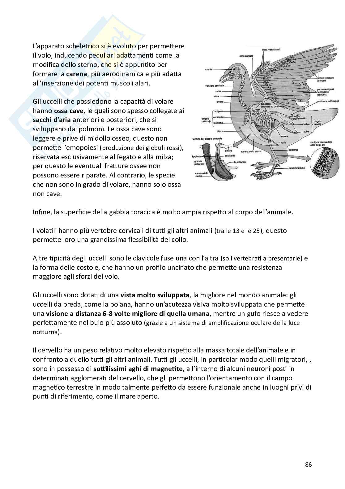 Biologia animale e zoologia Pag. 86
