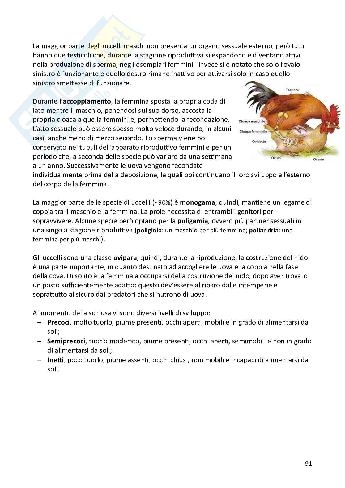 Biologia animale e zoologia Pag. 91