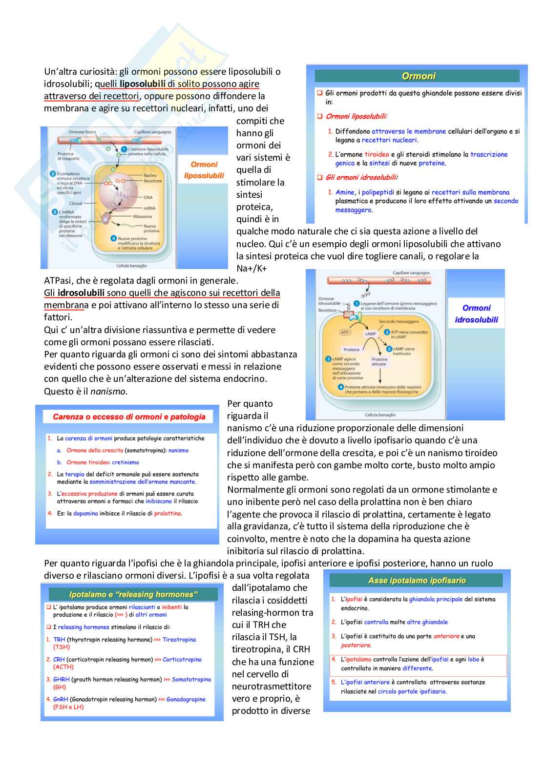Farmacoterapia 2 - Parte 1 di 4 sugli ormoni Pag. 2