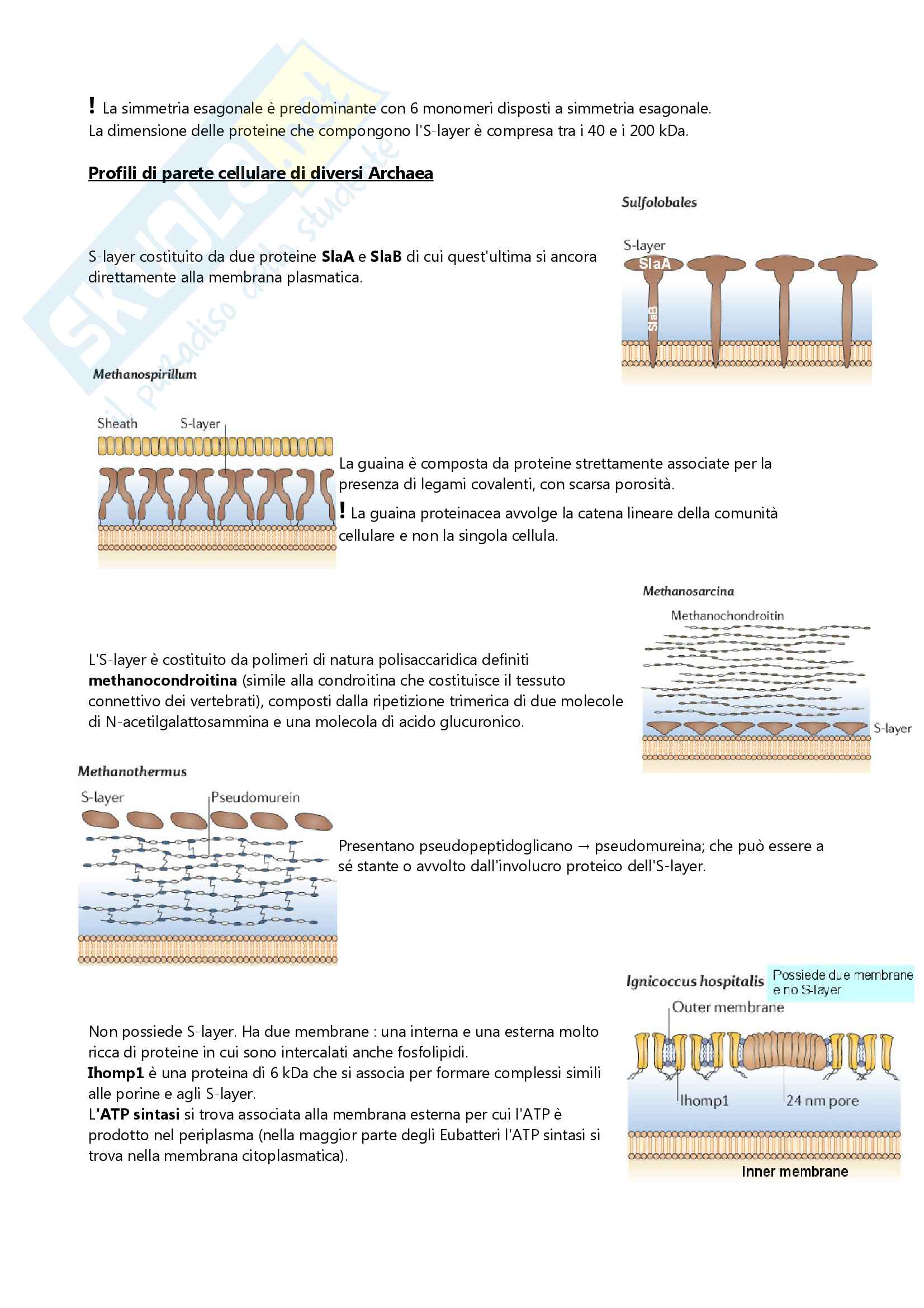 Appunti esame microbiologia Pag. 11