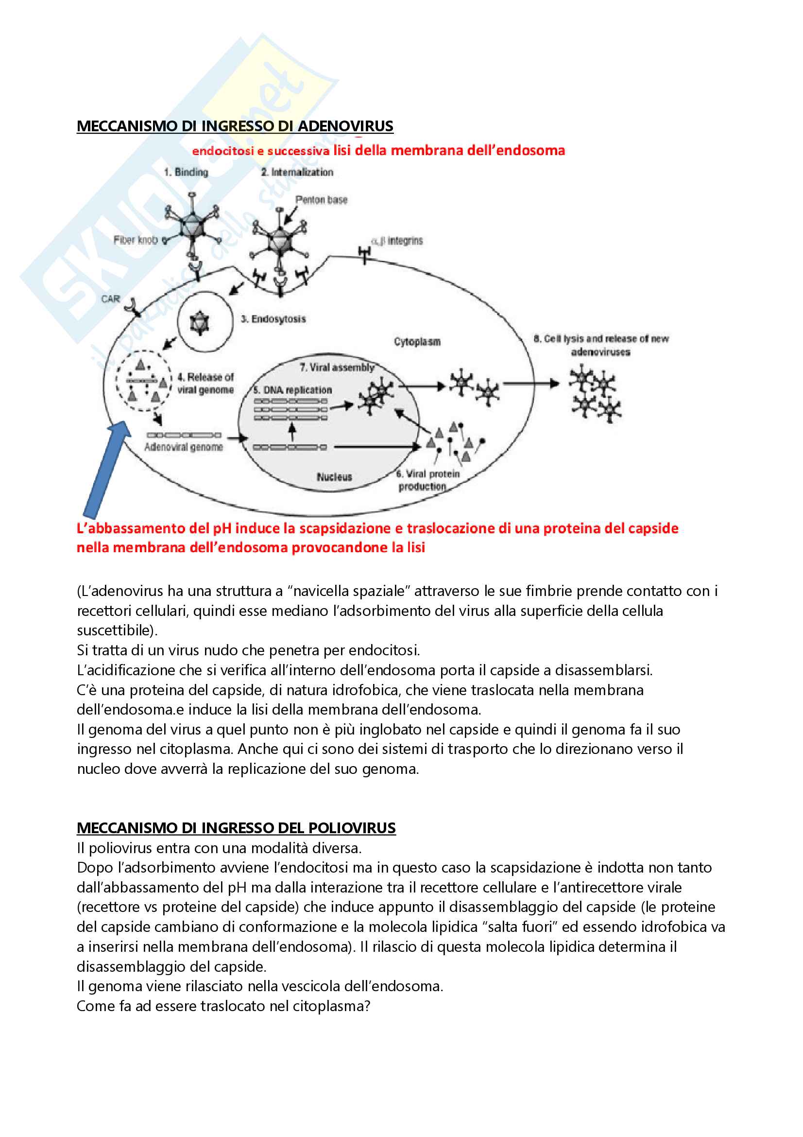 Appunti esame microbiologia Pag. 121