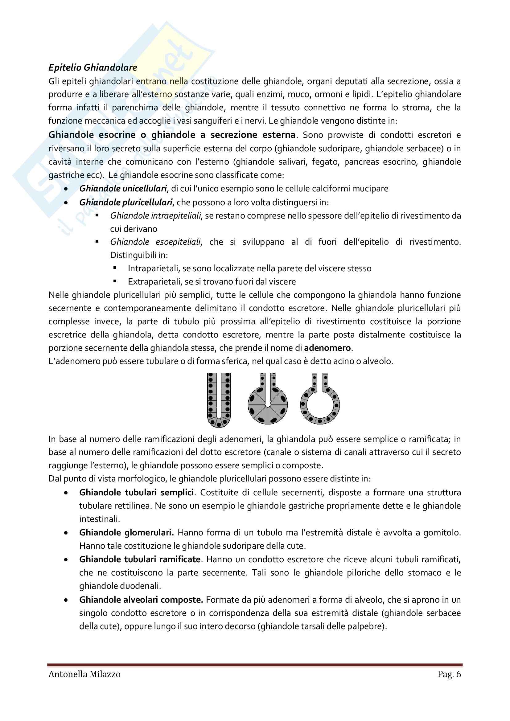 Istologia, Anatomia e fisiologia Pag. 6