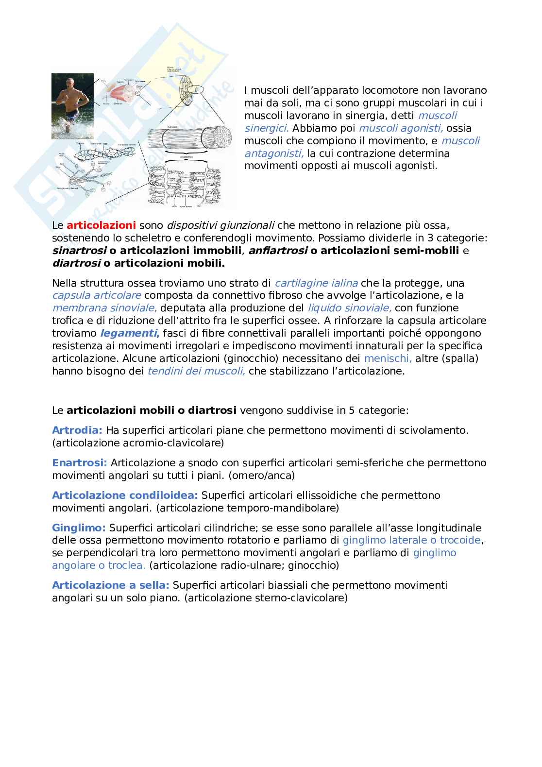 Riassunto esame Anatomia umana, Prof. Loy Francesco, libro consigliato Anatomia umana (Fondamenti), Edi Ermes Pag. 2