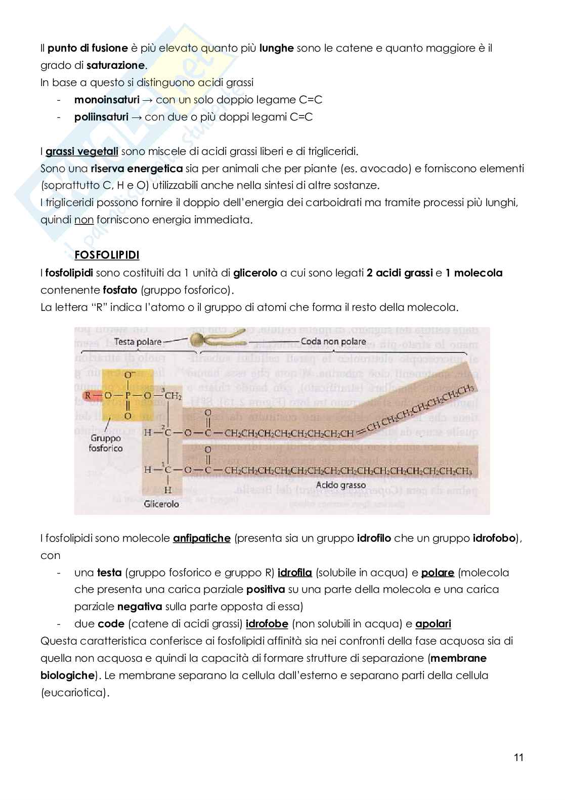Biologia vegetale  Pag. 11