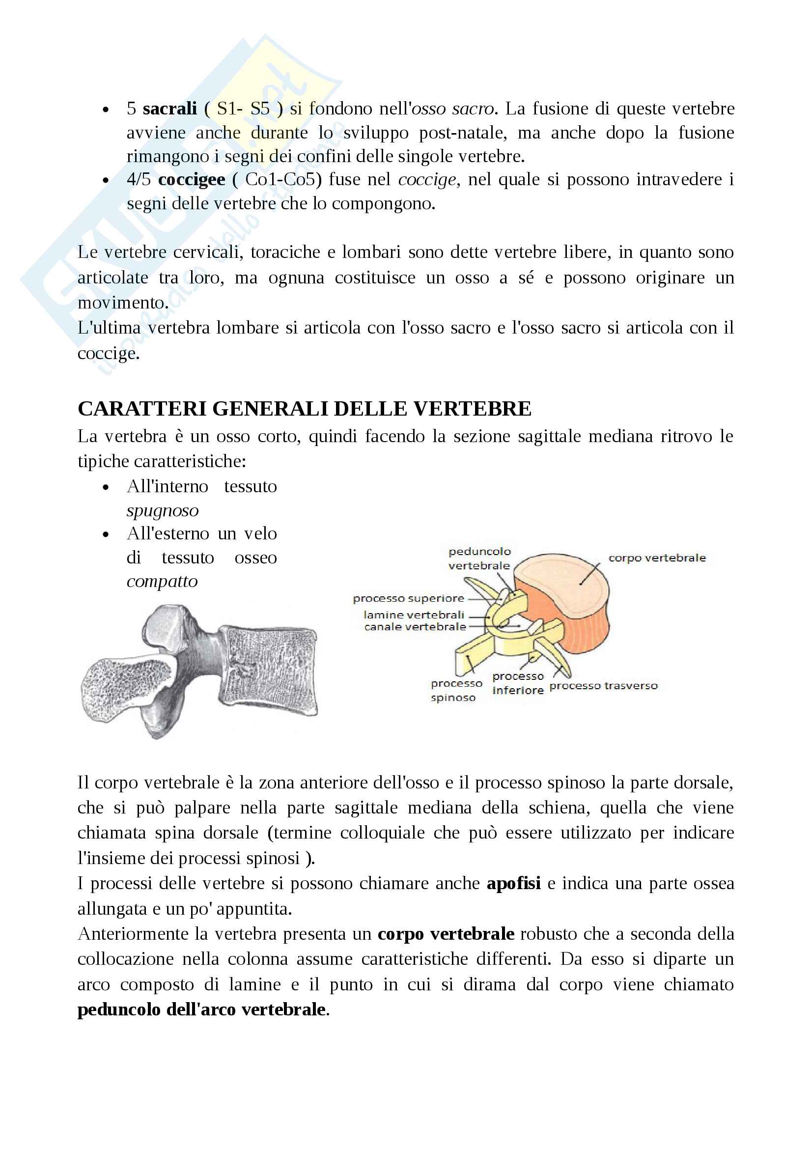 Scheletro (descrizione ossa, movimenti, articolazioni, legamenti, completa di immagini) Pag. 21