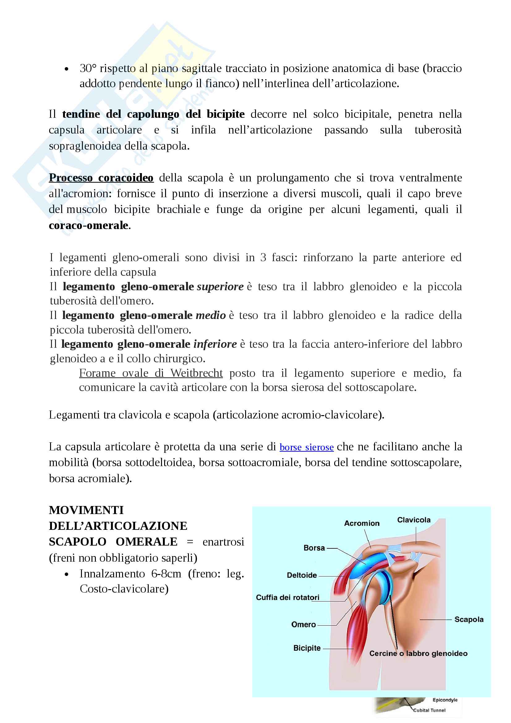 Scheletro (descrizione ossa, movimenti, articolazioni, legamenti, completa di immagini) Pag. 41