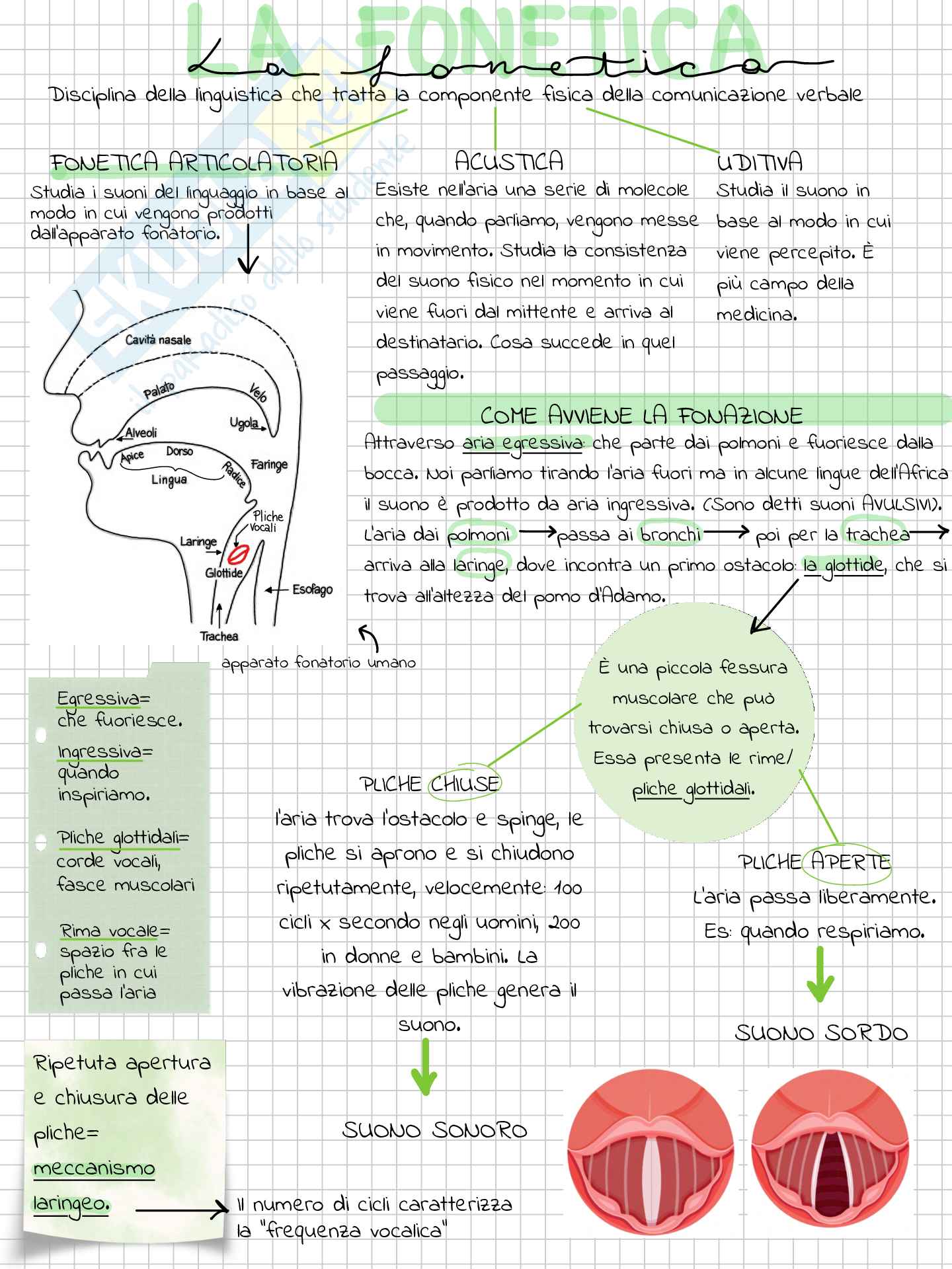 Riassunto esame Linguistica generale, Prof. Pozza Marianna, libro consigliato La linguistica , Berruto, Cerruti Pag. 16