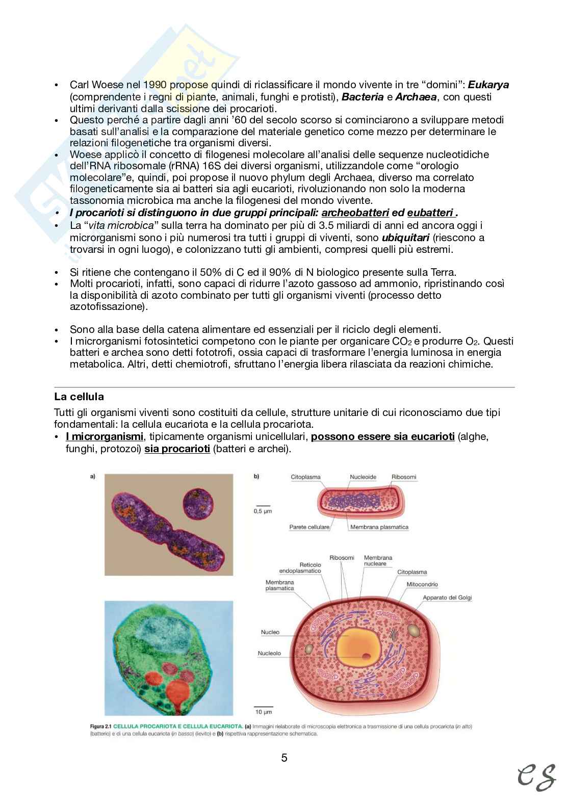 Microbiologia Pag. 6