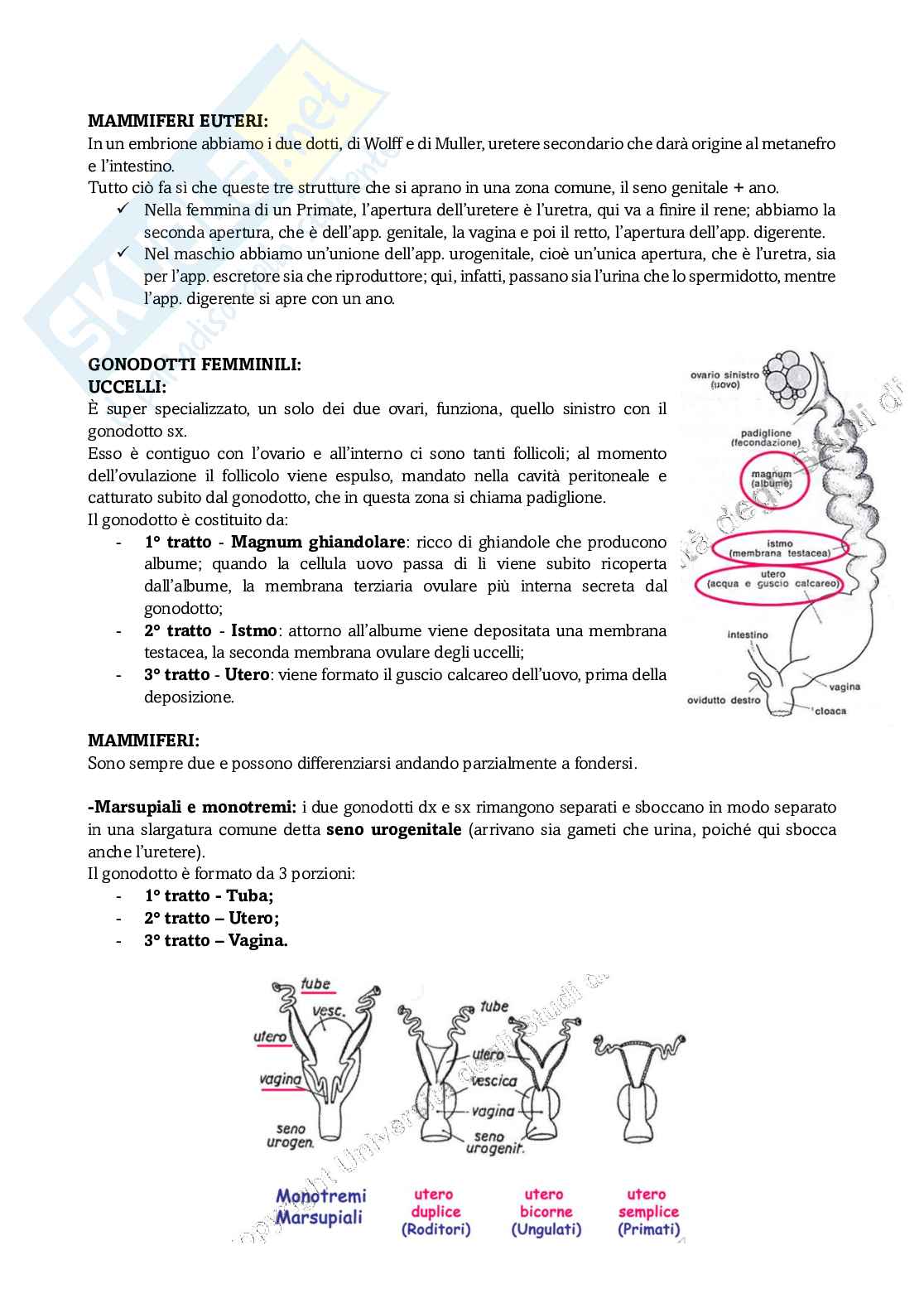 Appunti di Anatomia comparata sugli apparati riproduttori Pag. 6