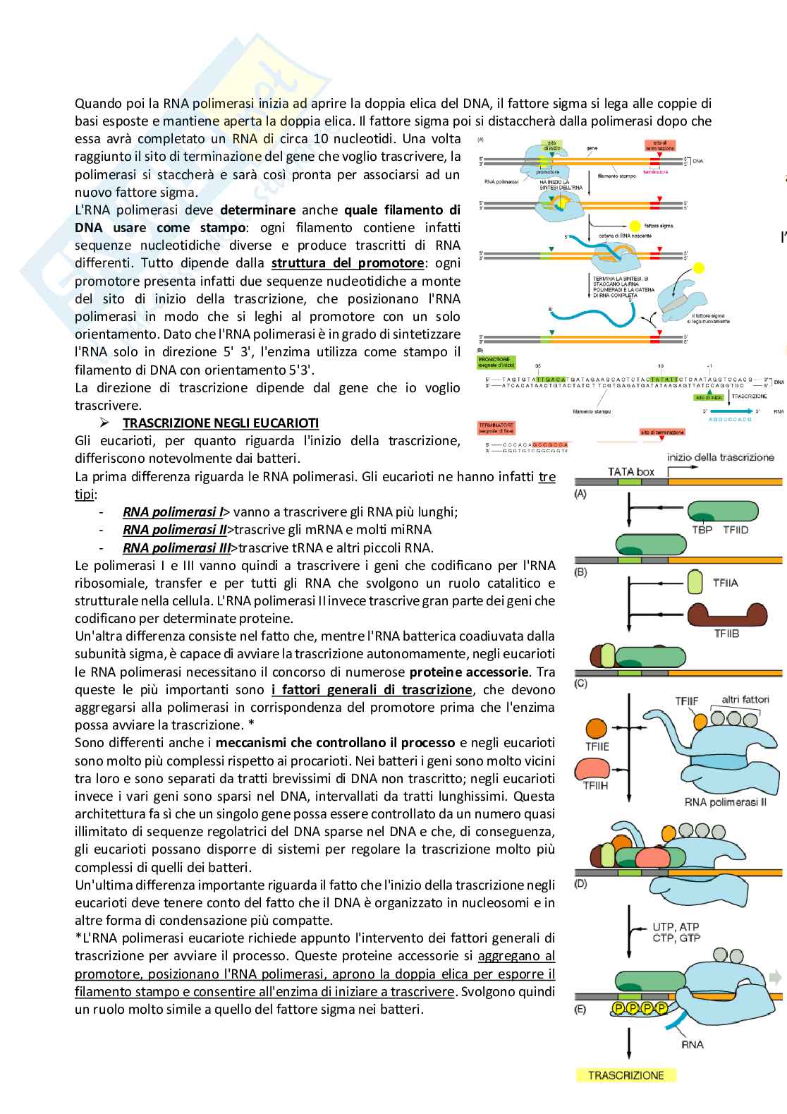 Biologia animale e molecolare Pag. 36
