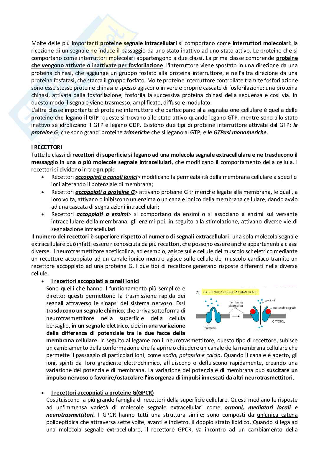 Biologia animale e molecolare Pag. 81