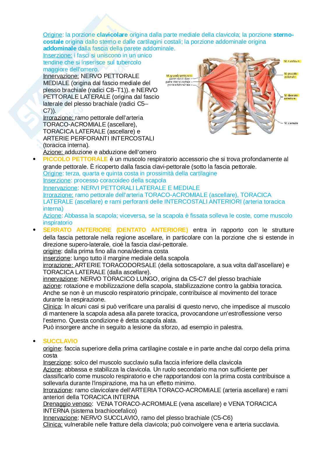 Anatomia del torace Pag. 11