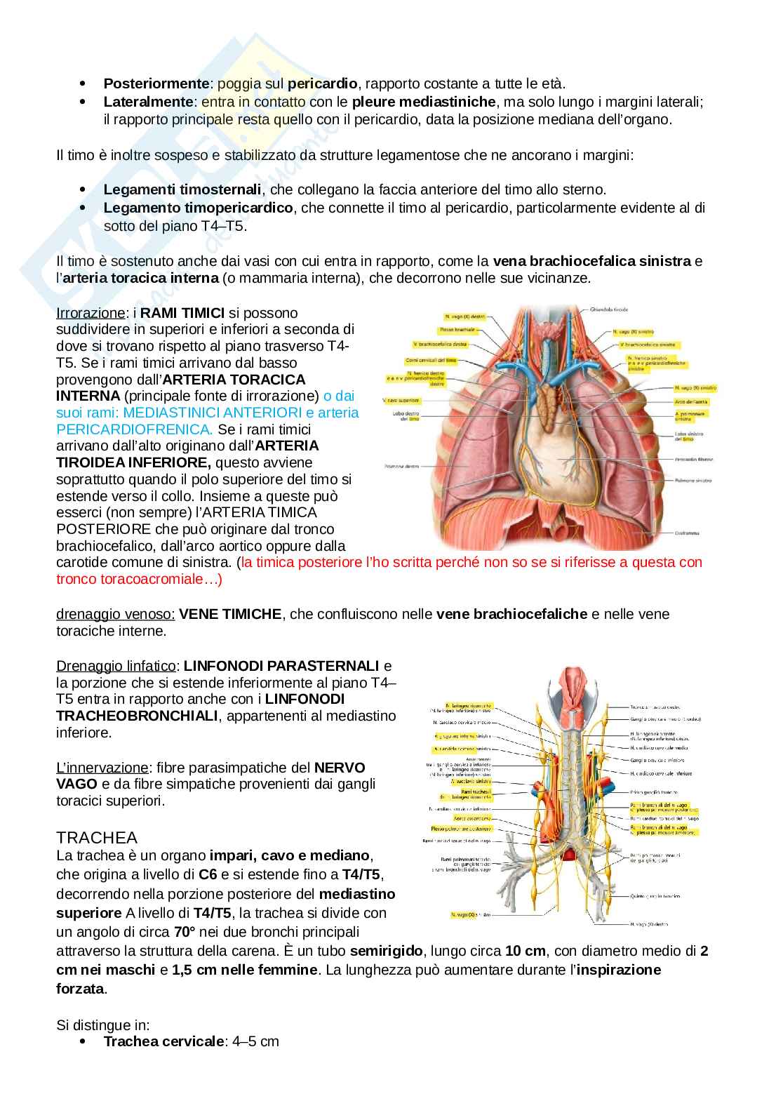 Anatomia del torace Pag. 26