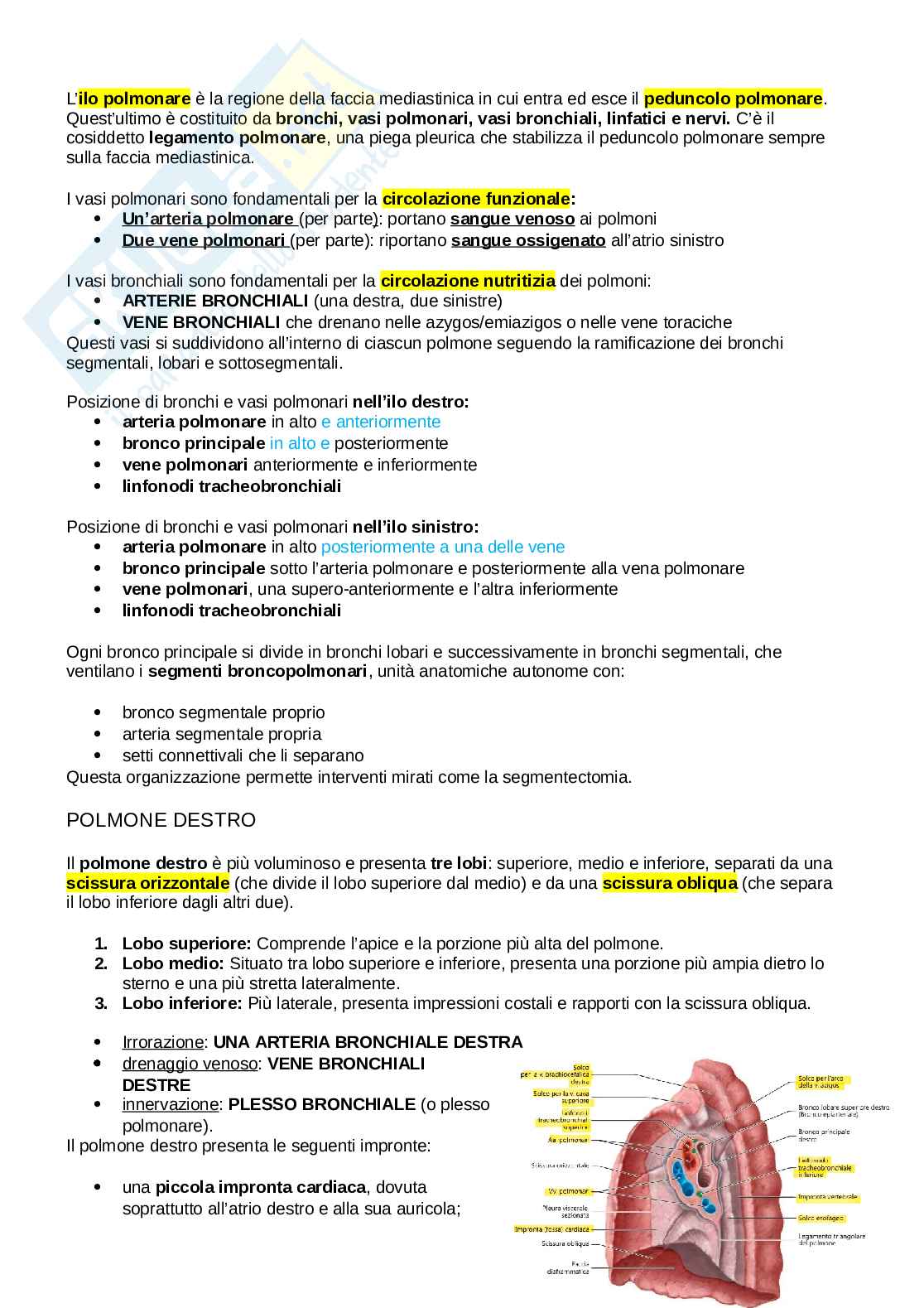 Anatomia del torace Pag. 31