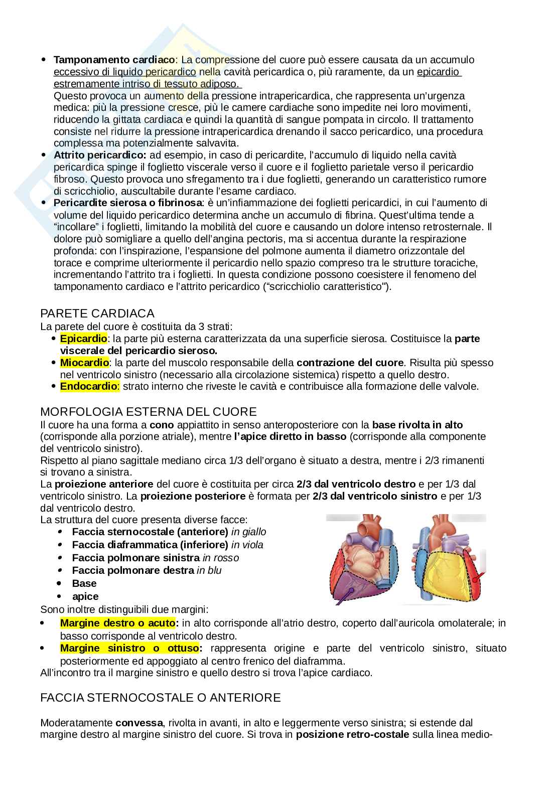 Anatomia del torace Pag. 41